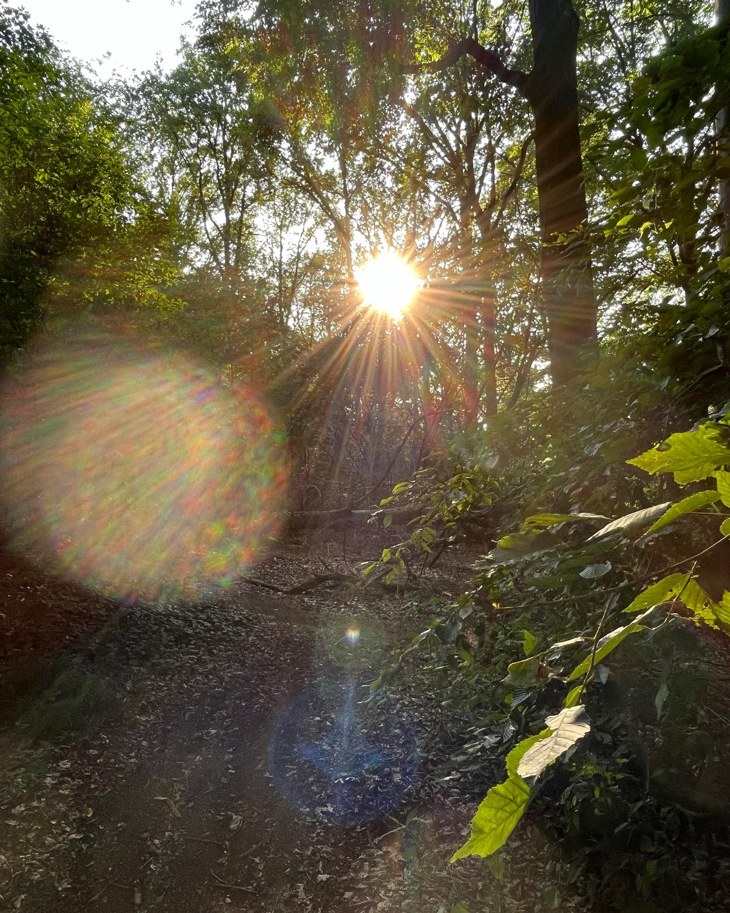 🌳✨ Sun-kissed Serenity 🌞🌿
📸 mobile pic by me
.
.
.
.
Nature's radiant embrace, where sunbeams weave through the forest, casting enchanting shadows. 🌲✨ Embrace the tranquility and cherish our green sanctuaries. 🌱🍃 #SunshineInNature #ForestEscape 🍂🌳❤️#belgium