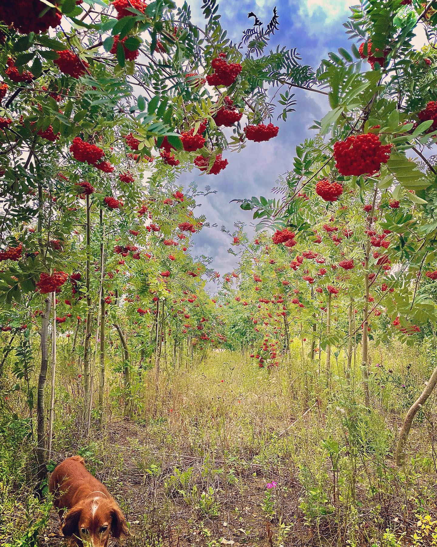 Rowan ‘Mountain Ash’ trees growing in the field nursery. Being lifted this winter 🚜