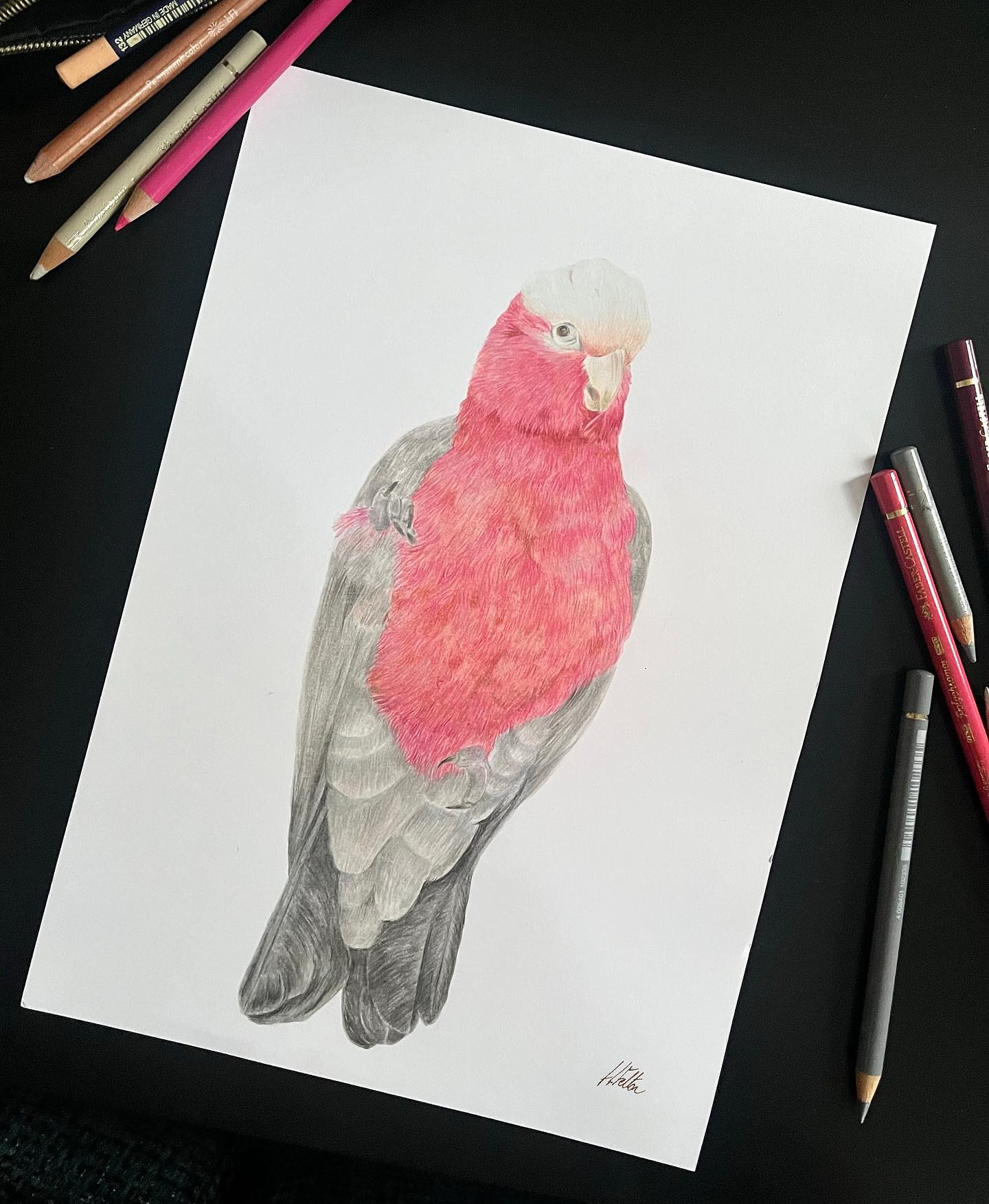 Coloured Pencil Galah ✨
.
#colouredpencil#galah#pink#grey#cockatoo#eolophus#australian#bird