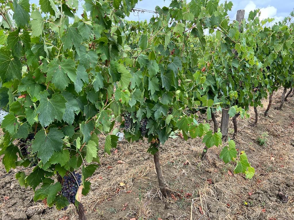 Annata difficile, ma non impossibile. Anche in Bio qui un ottimo esempio, gestione agronomica precisa e interventi nei momenti giusti e con i giusti prodotti. #viticoltura #bio #vineyard #toscana #activomnzn