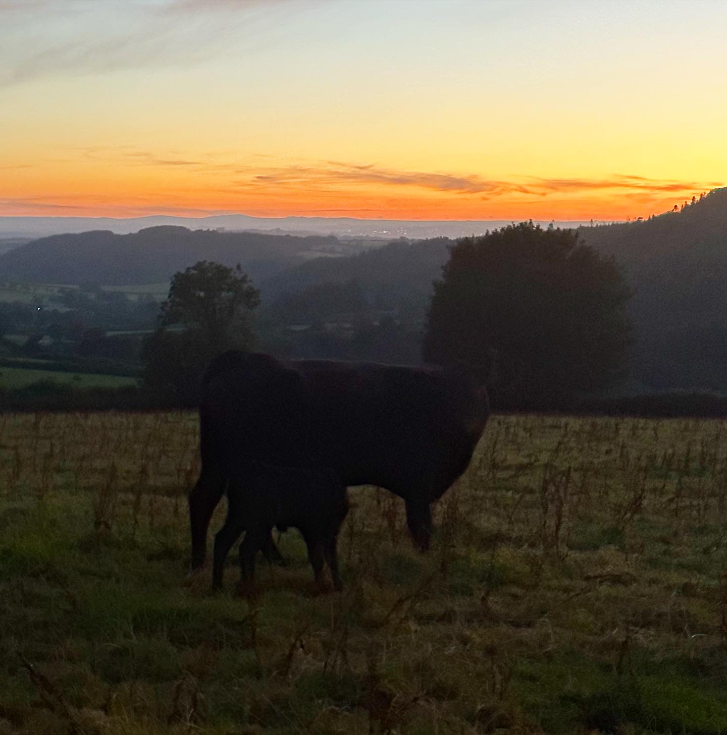 It’s dark, you can’t see much, but take our word for it, this is the first Autumn calf of 2023, born two days ago, beating last year’s record of 16th August, by 12 hours.
It’s a desirable outcome to see reduced gestation periods, as they increase the efficiency of the herd.
This dam was sired by ‘Quaker Hill Dead Centre (AI IMP)’and the calf is by our own homebred bull ‘Warson Thomas W494’ who was sired by ‘Oakchurch Duster M109’
Both Dead Center & Duster fall within the Top 1% for gestation length on the Angus breed society.
Great stuff!👍🏻 💪🏼
#farmlife #autumncalf #autumncalving #autumncalving2023 #blackangus #angus #aberdeenangus #sucklerbeeffarm #anguscowandcalf #pedigreeangus #westcountryfarming #angusbreeder #angusbeef #shortgestationangus #shortgestationperiod