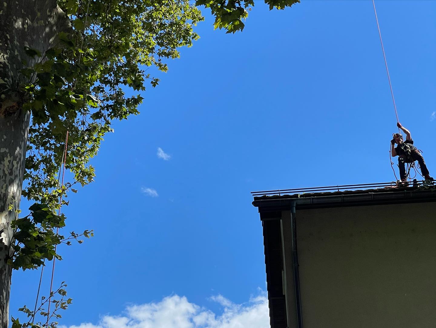 Taille sanitaire sur ce magnifique alignement de Platanes.
Hauteur : 45 m