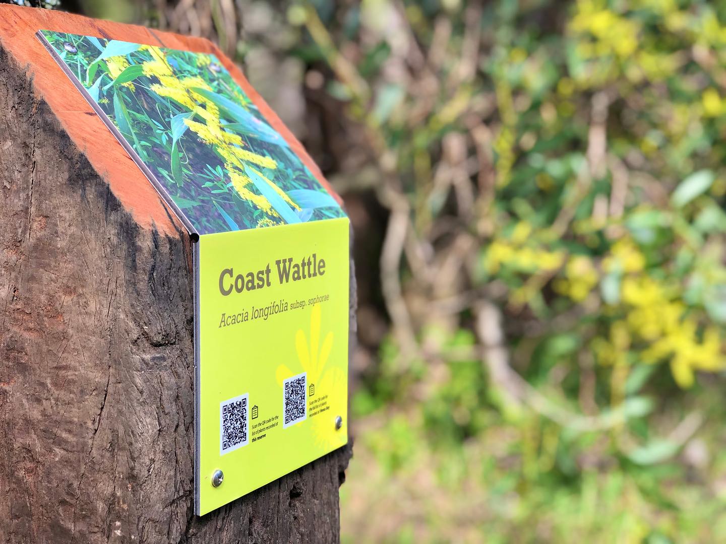 Venus Bay is one of the few places left on earth where people are fortunate enough to be able to live amongst healthy populations of an abundant array of native Australian wildlife.
This recent signage roll out consisted of 53 graphic panels mounted on recycled posts, strategically placed throughout 10 acres of woodland located in the center of Venus Bay’s 2nd estate.
The purpose of this project was to create a common understanding amongst community members and visitors to this growing region, about the significance of the Venus Bay peninsula’s Coast Banksia Woodland habitat. This CBW Ecological Vegetation Class is listed as vulnerable, with approximately 90% of this region’s forests cleared for agriculture since colonial settlement.
#redmulletcreative #environmentalgraphicdesign #environmenalsignage #habitatforwildlife #venusbay #venusbayvictoria #gippsland #southgippslandshirecouncil