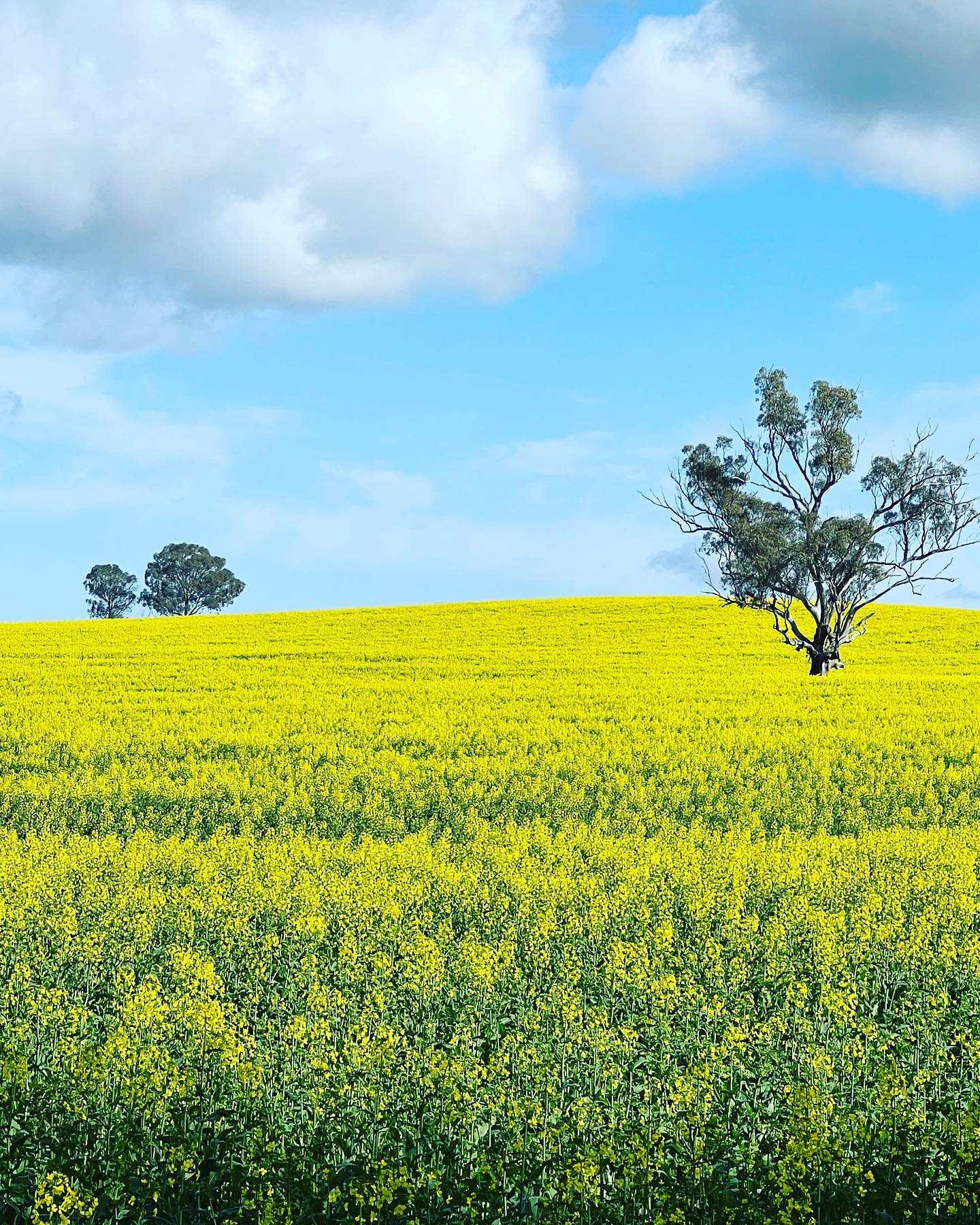 🎶”It’s beginning to look a lot like canola”🎶