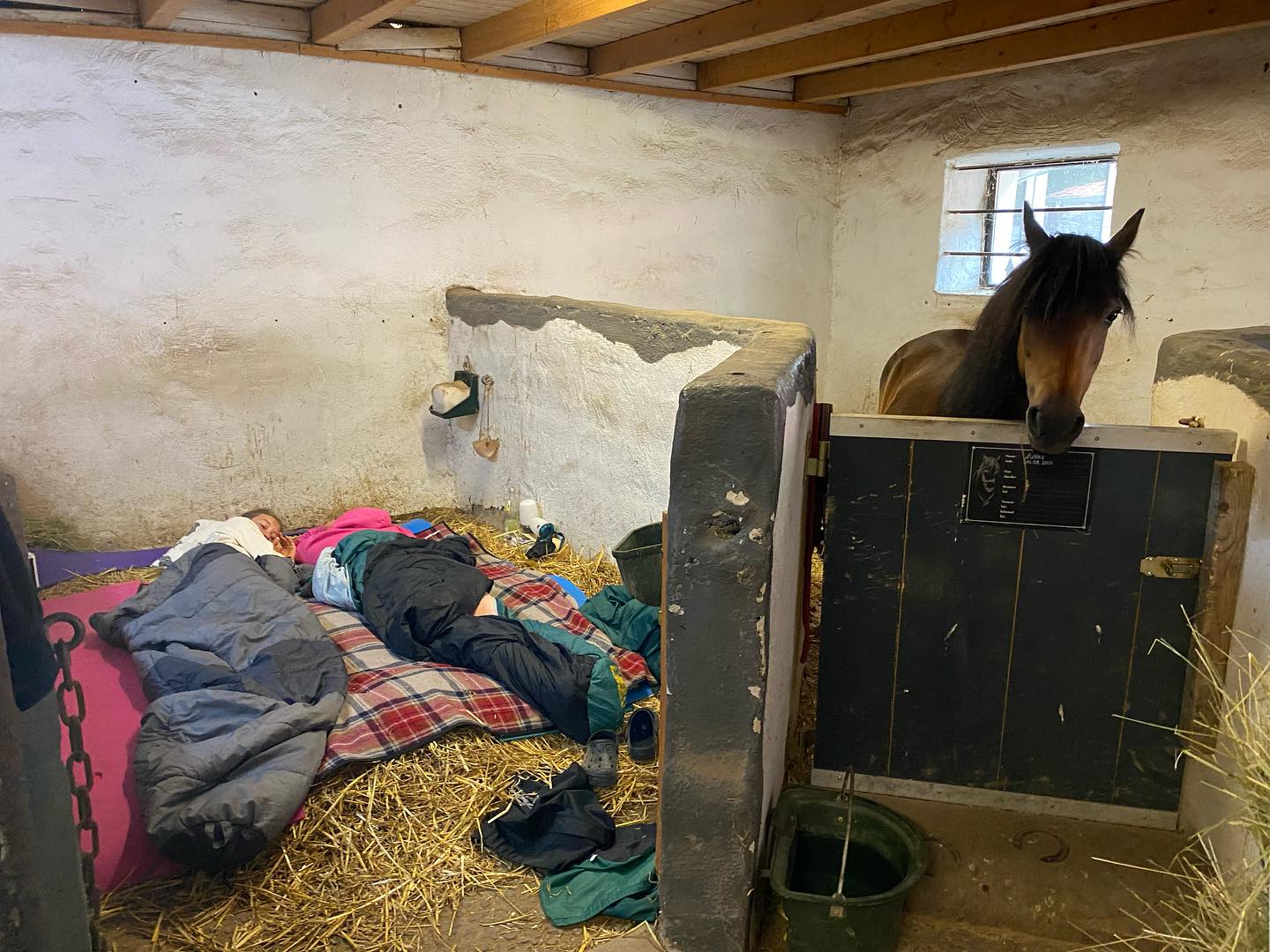 😴 einfach mal in der Pferdebox übernachten 😊 wie cool #landleben#dorfkinder#pferdeliebe