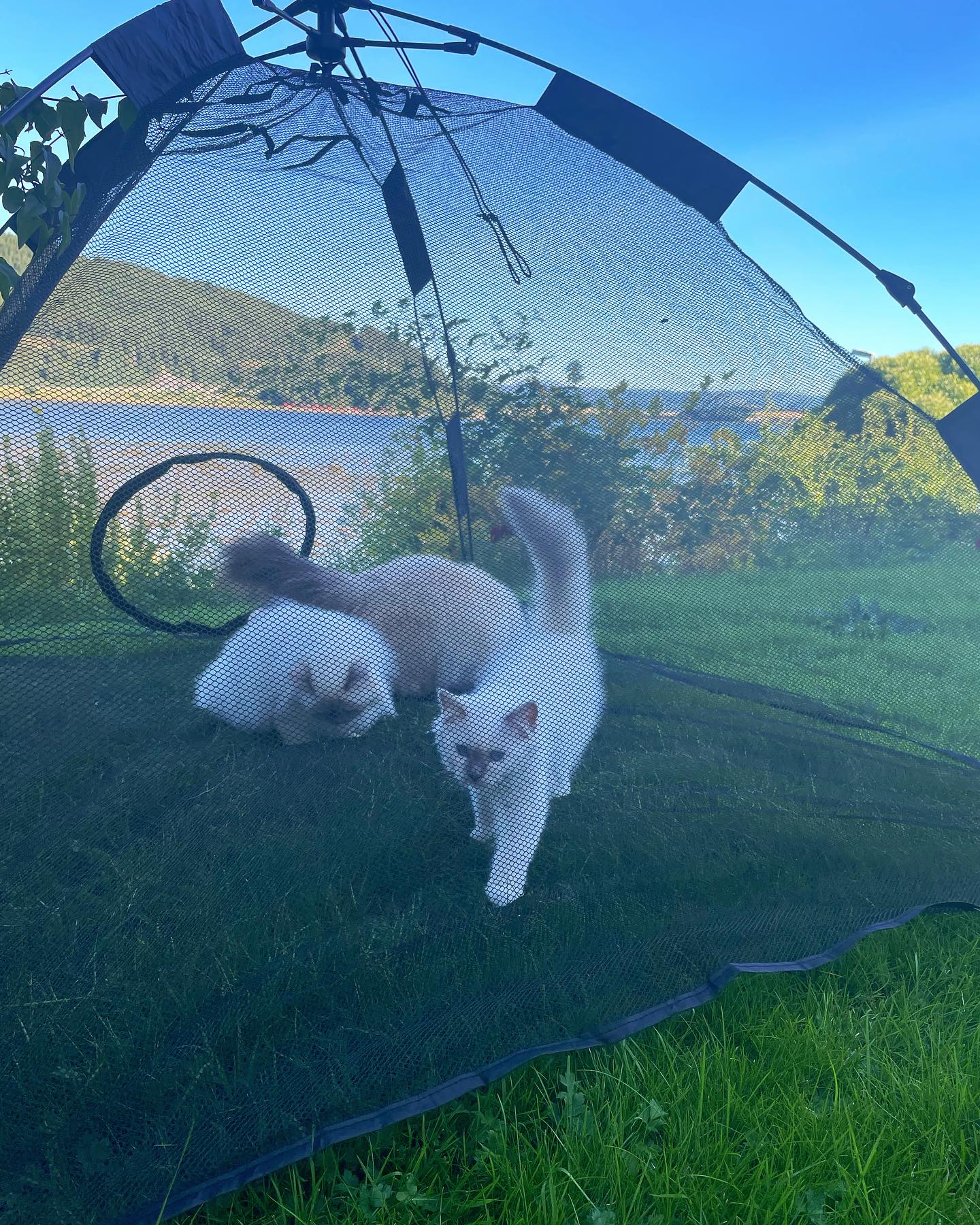 Lucius is camping in the garden with the girls Narcissa and Bellatrix #happycaturday #harrypotter #slytherincat #sacredbirman #birman #birmancat #fluffy #longhair #helligbirma #lilacpoint #sealpoint #colourpoint #colorpoint #whitecat #blueeyes #blueeyedcat #birma #catsoninstagram #catsofinstagram #cats #cat #catsoftheworld #catsagram #catoftheday #kattensrollsroys