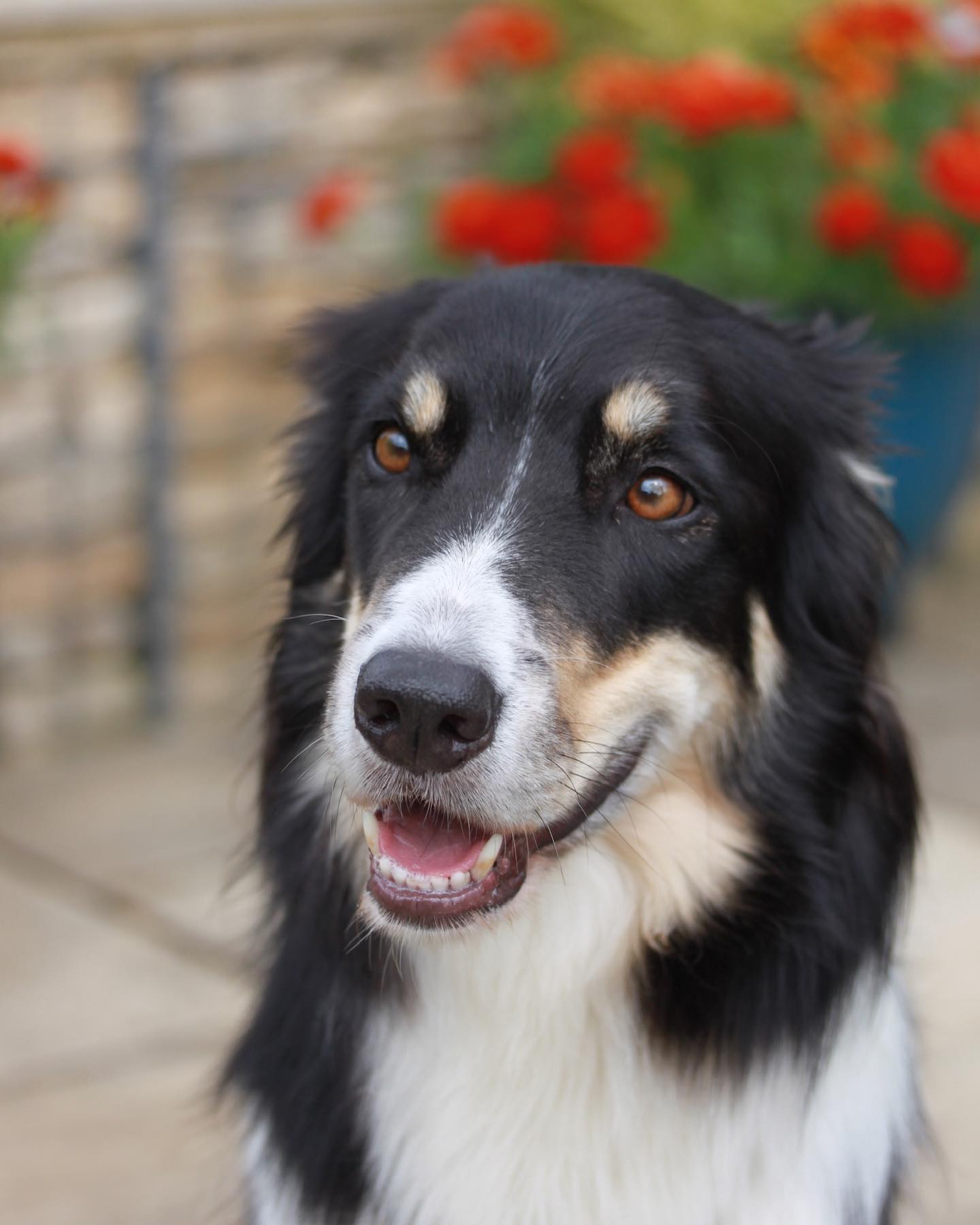 Just Ted being Ted ❤️😂🐕 #eyesclosed #specialboy