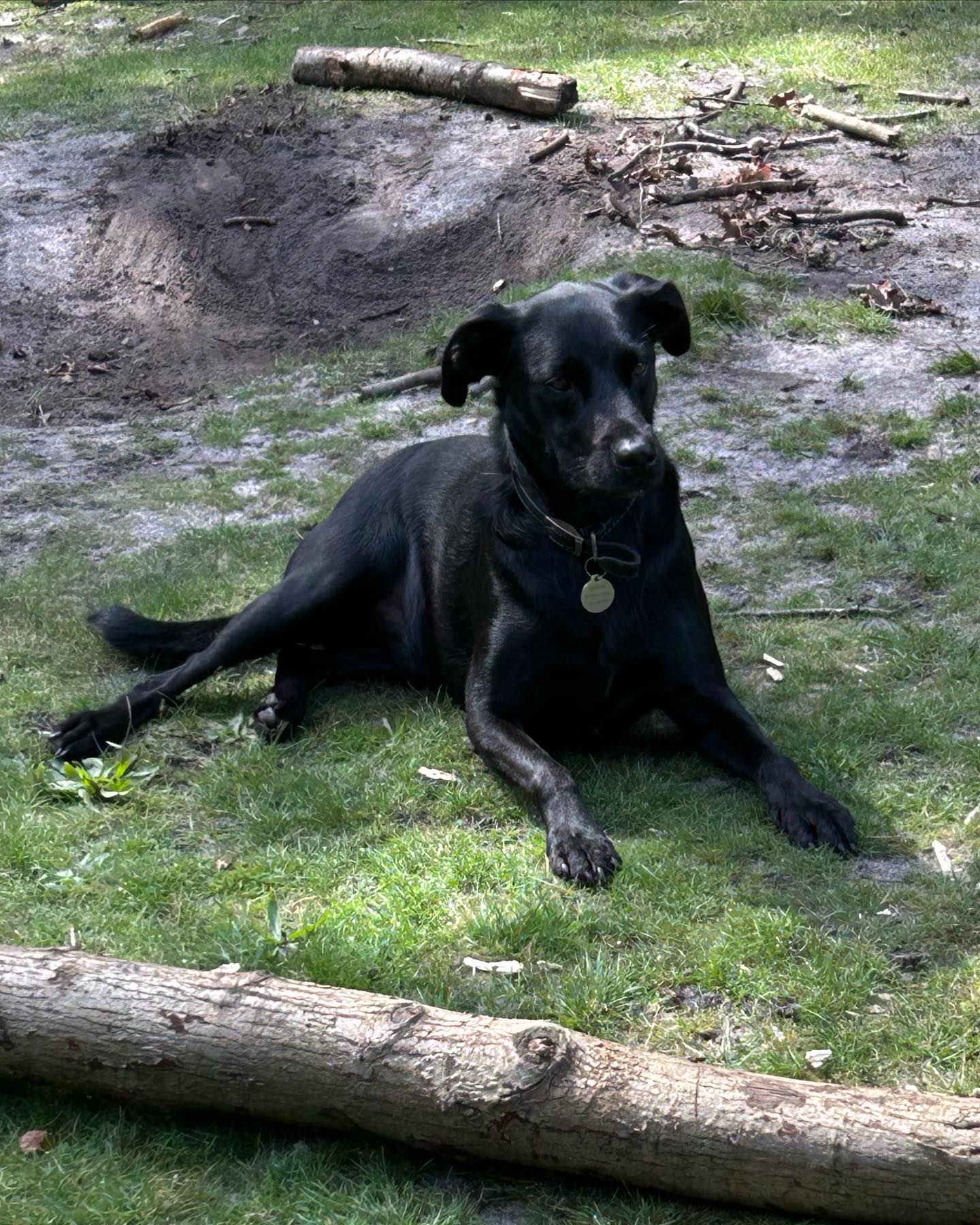 Just chilling, taking in the view #dogwalker #dogwalkerlife #handsomelabrador