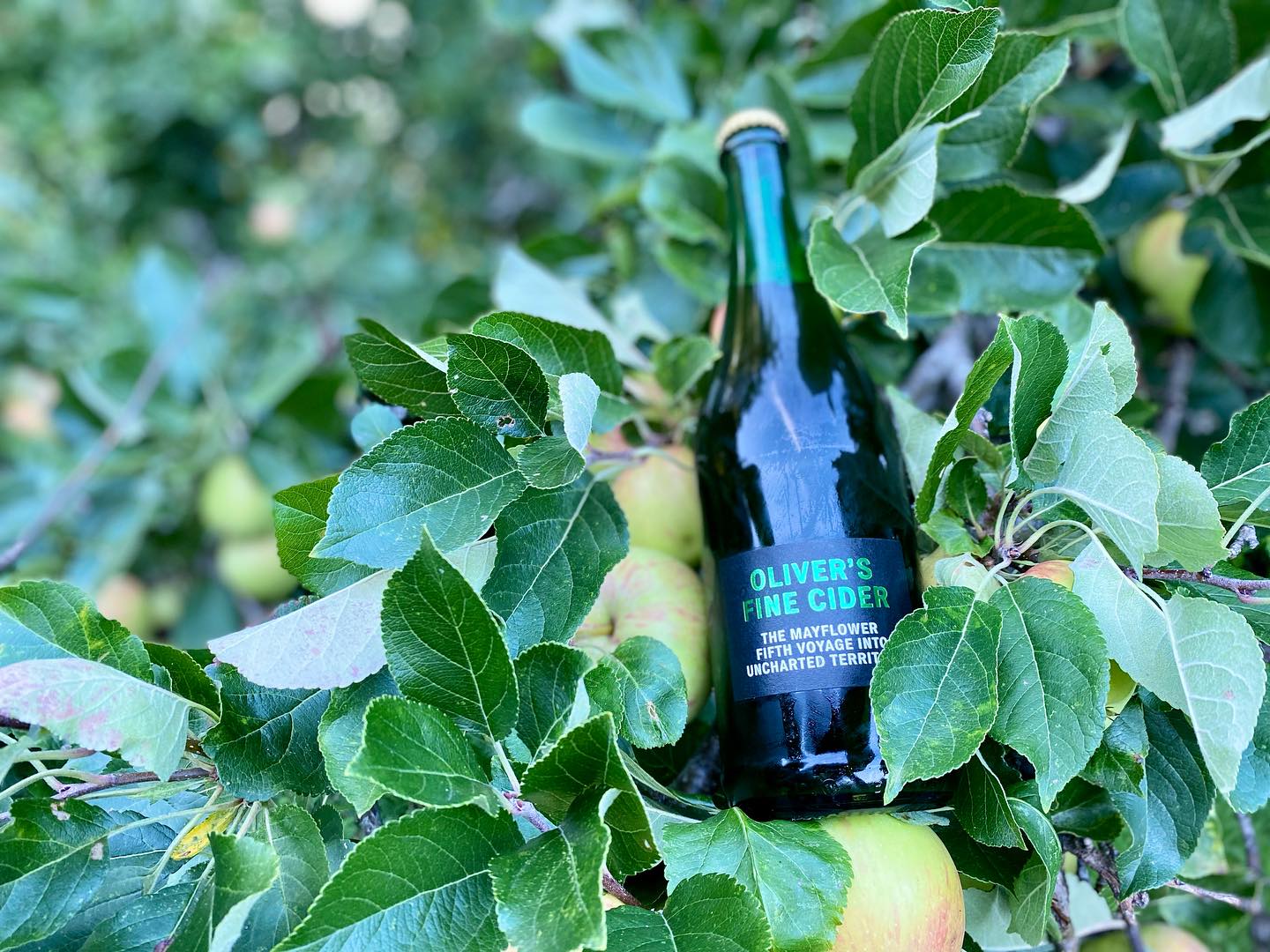 I’ve spent a week fighting off an ear infection, but now I’m finally recovered I thought I’d celebrate with a bottle of @olivers_cider The Mayflower, Fifth Voyage Into The Unknown. A beautiful barrel aged medium cider infused with sweet ice cider.
Available at the @malverncellar
#cider #herefordshire #icecider #barrel #drinks #malvern #apple #malvernhills