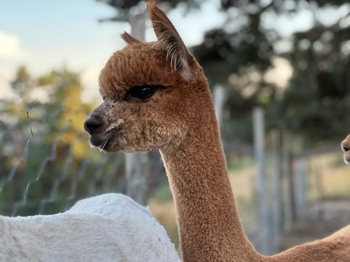 Moonlight et Maybe fêtent leur première année ! Deux beaux mâles avec une toison superbe. 😍🥰