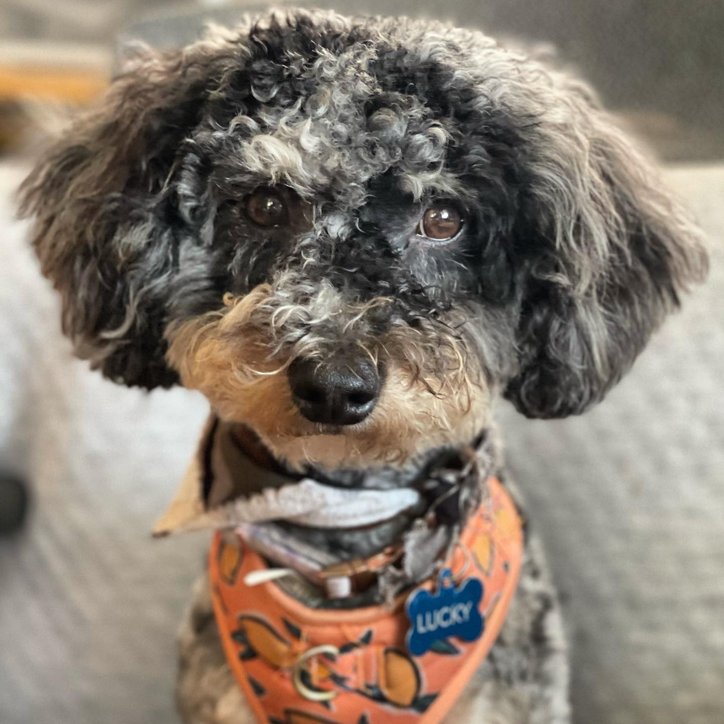 🐾Happy National Dog Day! 🐶 Treat your furry friend to some relaxation with our Chill Pup CBD Dog Treats. 🌿Whether it's a long walk in the park or a cozy cuddle session, our treats are designed to keep your pup calm and happy. 🐕✨#NationalDogDay #ChillPupCBD #DogTreats #FurryFriends
.
.
.
Enjoy 20% off with code CHILLN23 at checkout 💛🐶