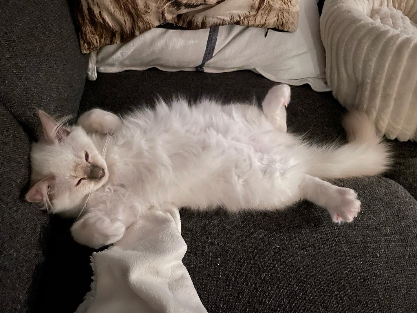 Happy Caturday 😏 #luciusmalfoy #happycaturday #sacredbirman #birman #birmancat #fluffy #longhair #helligbirma #lilacpoint #sealpoint #colourpoint #colorpoint #whitecat #blueeyes #blueeyedcat #birma #catsoninstagram #catsofinstagram #cats #cat #catsoftheworld #catsagram #catoftheday #kattensrollsroys