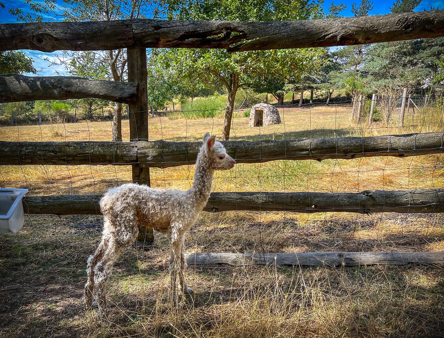 Voici Nitro de Versonnes, né il y a 7 jours sous un soleil de plomb !