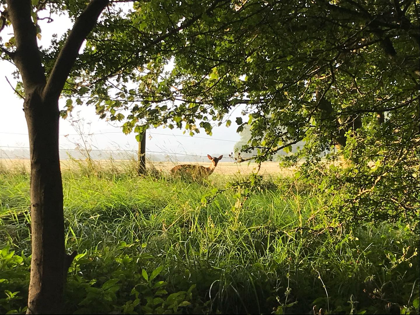 Some walks, for whatever reason, are more magical than others and this morning’s was one of the special ones. Now to plan tonight’s lesson for ‘field yoga’ at Overbury! #bredonhill #overburylife #overburyyoga