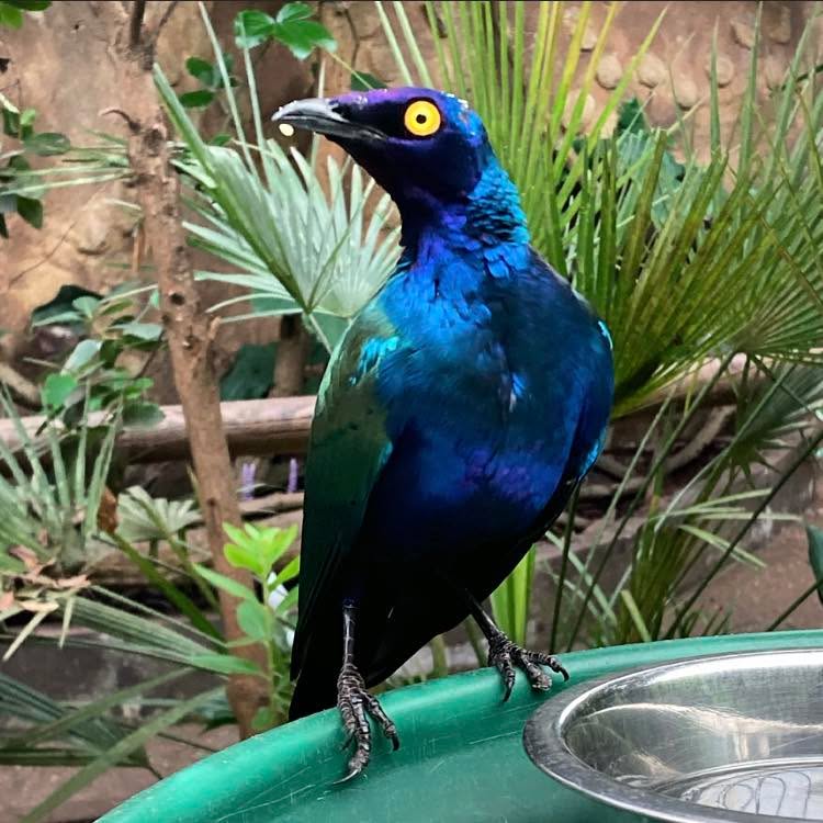 The Purple Starling or Purple Glossy Starling (Lamprotornis purpureus) is an omnivorous species of tropical bird native to Africa. They grow to a length of 22 - 23 centimetres on average, feeding on a diet of fruits and insects.
They are currently considered Least Concern (LC) on the IUCN Red List.
#purplestarling #purpleglossystarling #starling #lamprotornis #lamprotornispurpureus #bird #birdphotography #birdsofinstagram #birds #africa #wildlife #wildlifephotography #zoo #zoophotography #zoolife #zoology #conservation #animals #animalsofinstagram #animalslover #animalphotography #animal #animalkingdom #naturalhistory #animaleducation #didyouknow
