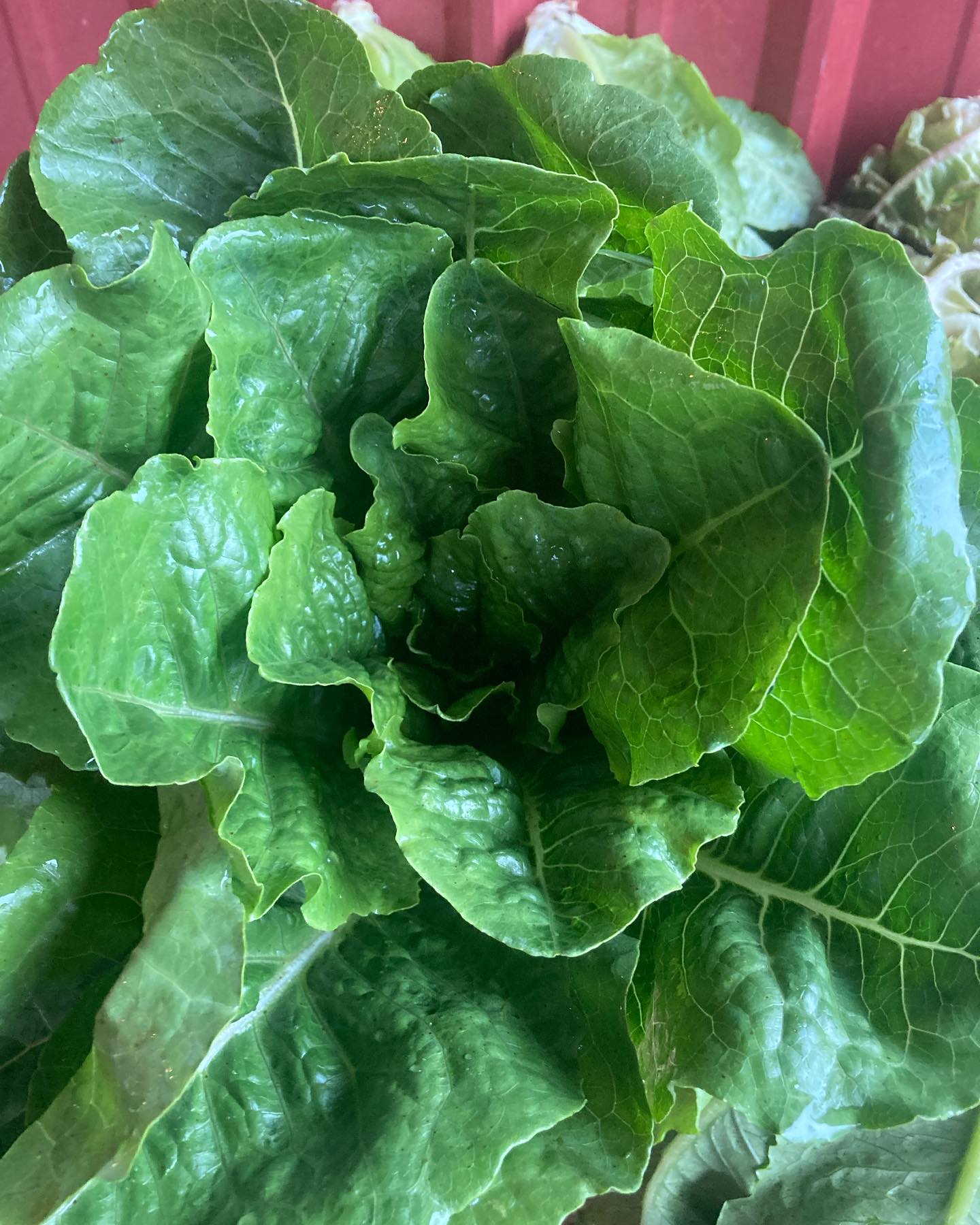 Well, August was kind of a doozie, but we made it through! The rain watered in cover crop seed on about a third of our main field yesterday, which is always such a lovely feeling. And we’ll have abundance for you tomorrow - lettuce and salad mix, beautiful golden beets, tons of kale, eggplant, sweet peppers, cherry tomatoes, @teethofthegoddessfarm garlic braids, and @sauvieshrubs seasonal Raspberry Tulsi Shrub at market tomorrow - Silverton 9:00-1:00!