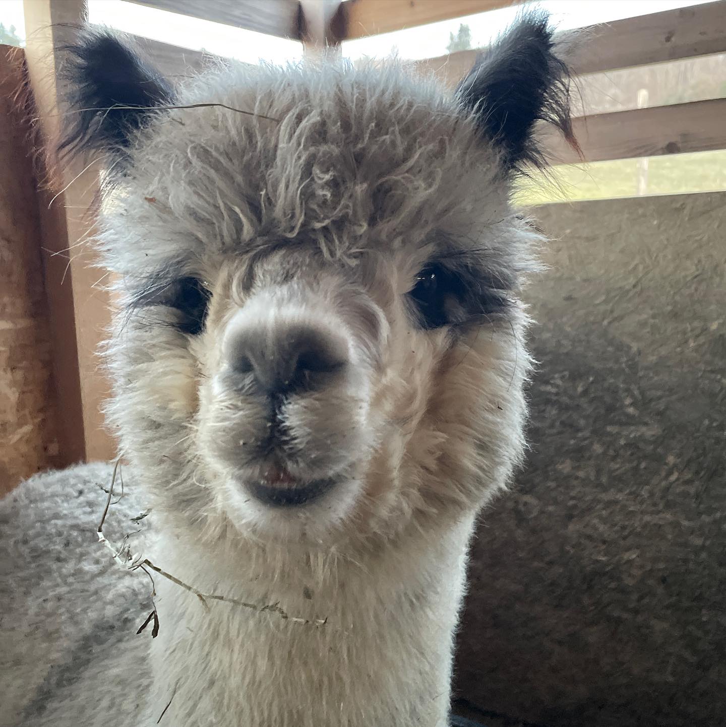 Venite a conoscere i nostri alpaca prima della chiusura invernale ❄️
Settembre e ottobre sono mesi ideali per vedere i nostri alpaca e i nuovi cria nati in estate. Altri piccoli nasceranno in questi due mesi. Sarà bellissimo osservare oltre 50 alpaca e i piccoli nei loro primi giorni di vita durante una delle nostre visite 💜🦙
L’apertura successiva sarà a Marzo 2024.
Per vedere tutte le informazioni su come visitare l’allevamento trovate il link in bio 🔗👆
#alpaca #alpacas #allevamentoalpaca #passeggiataconalpaca #alpacalove #alpacalover #alpacafarm #animali #cuteanimals #agriturismo #fattoria #emiliaromagna #bologna #rimini #cattolica #pesaro #fano #ancona #urbino #marche #italia