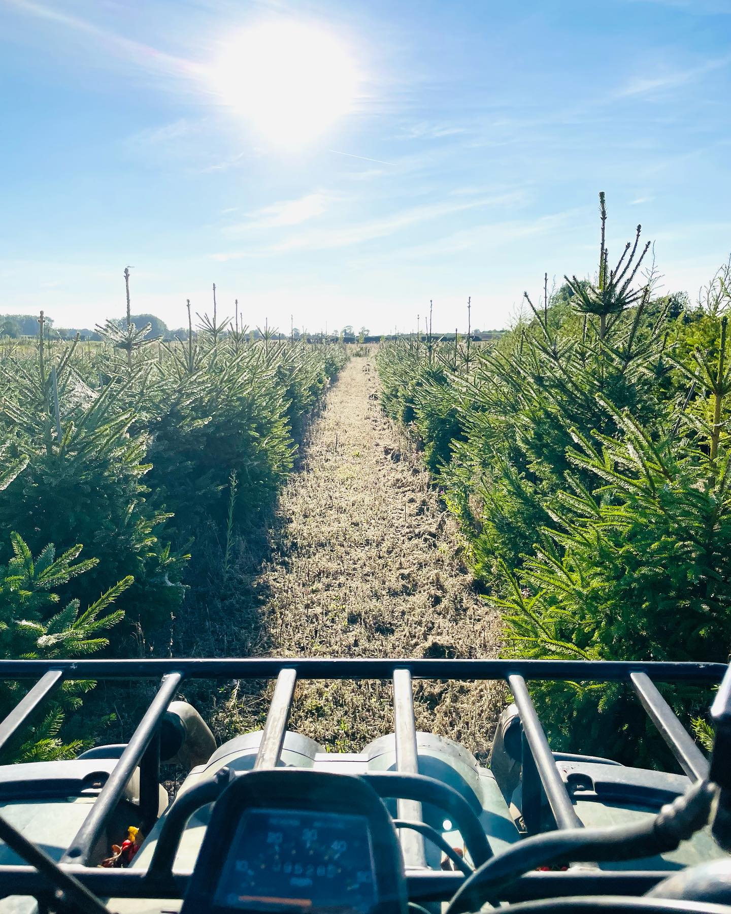 Christmas trees looking nice and bushy. Not long now 😬🎄