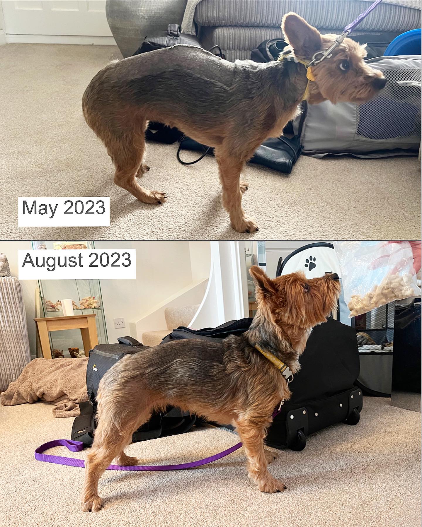 A picture can paint a thousand words, and posture can tell us so much about comfort, weaknesses and compensations ๐พ
This lovely little lady had spinal surgery in May this year. She was very hunched (kyphotic) and uncomfortable through her spine as a result of her injury and the toll surgery takes on the body.
A combination of manual therapy, electrotherapy and therapeutic exercises have helped her make this huge improvement and she is now well on the road to recovery, with just some more strengthening work to do ๐๐ผ๐ช๐ผ
#vetphysio #npvetphysio #caninephysio #dogsofinstagram #caninerehabtherapy #caninerehab