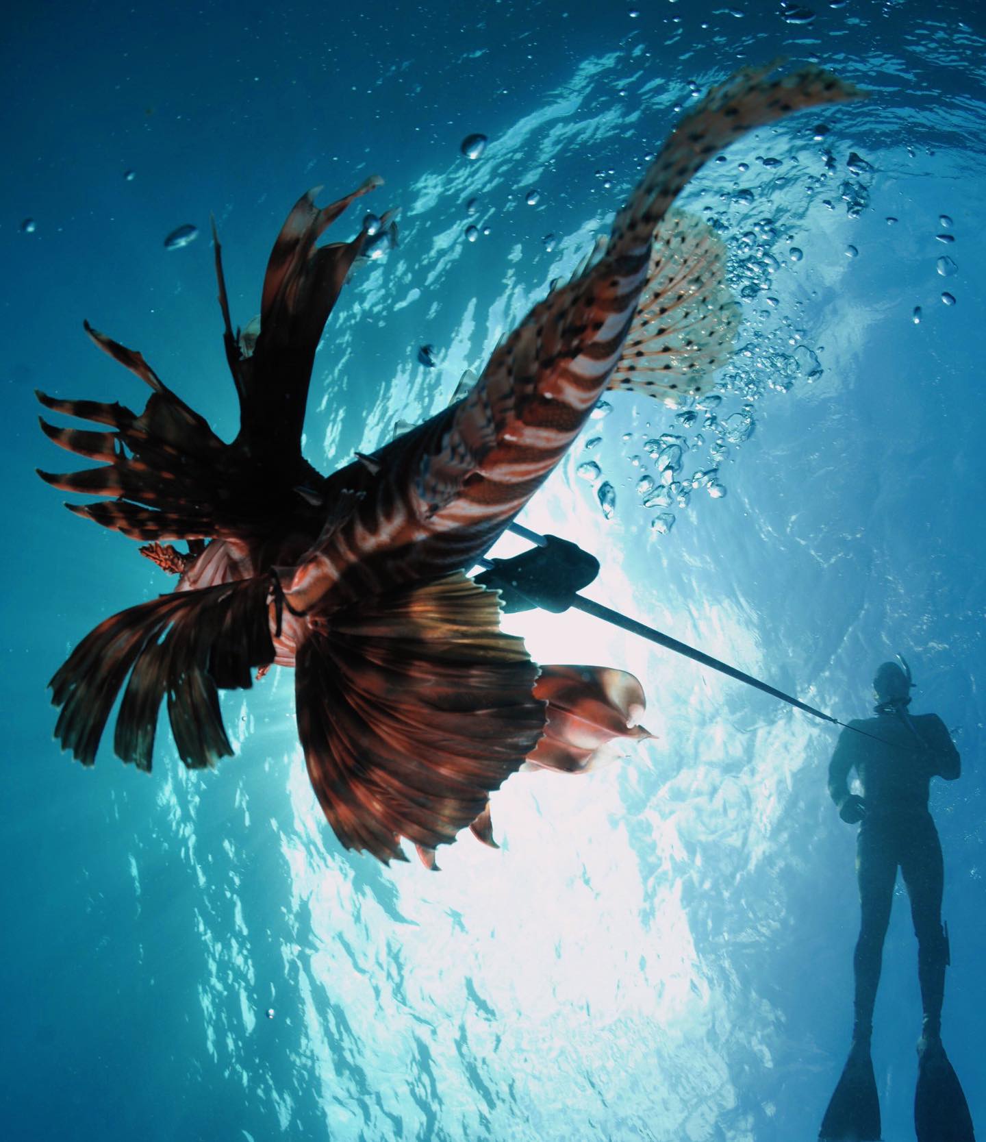 Gone hunting 🤿
•
•
#catchoftheday #oceanlife #lionfish #spearo #spearos #fishinglife #speargun #spearfishing #spearfishinglife #spearfishingadventures