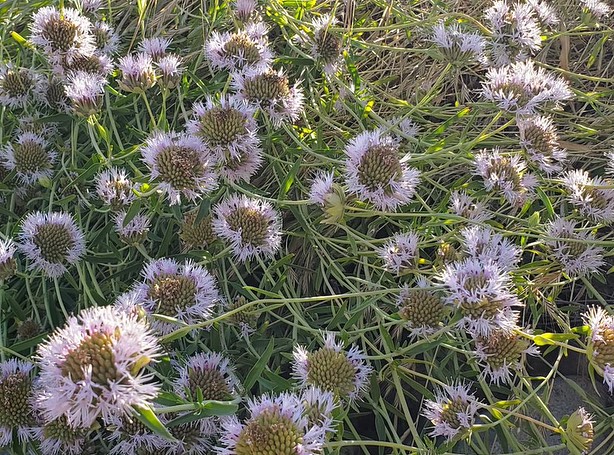 Say hello to our plant of the month - Monardella viminea AKA Willowy Mint ๐ A super-stunning, super-native and SUPER rare flowering herb that is federally listed as a rare and endangered species. Found only in a handful of locations in San Diego, it grows mostly in ephemeral streams in its native habitats but does extremely well in gardens and is super easy to grow + care for! ๐ฑ be sure to grab one from our retail partners and watch the #pollinators flock to your yard! ๐ฆ๐๐ฆ
