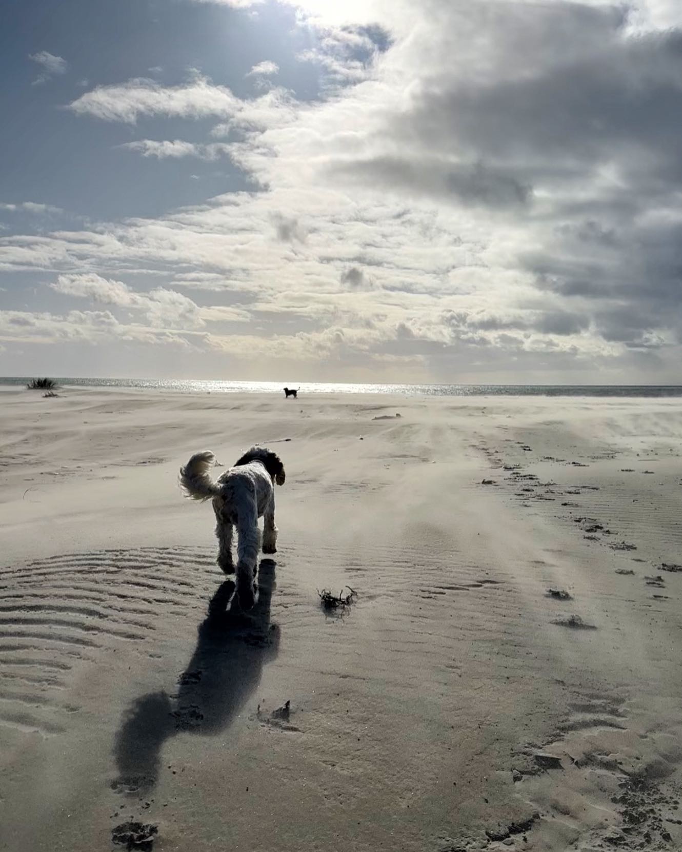 This image only hints at the strength of the wind today. They nearly got blown off their paws.