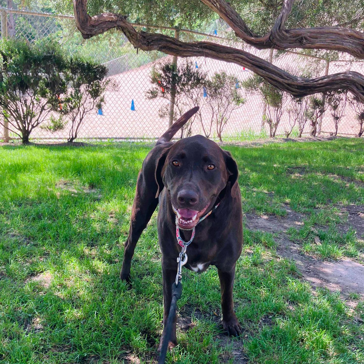 the happiest maggie hangin out by the dunes 🐾