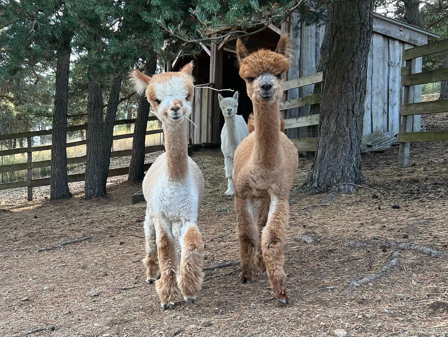 Maybe & Moonlight ont préparé leur baluchon : leurs toisons sont prêtes pour le concours de Chazey-sur-Ain des 11 et 12 novembre prochain !
