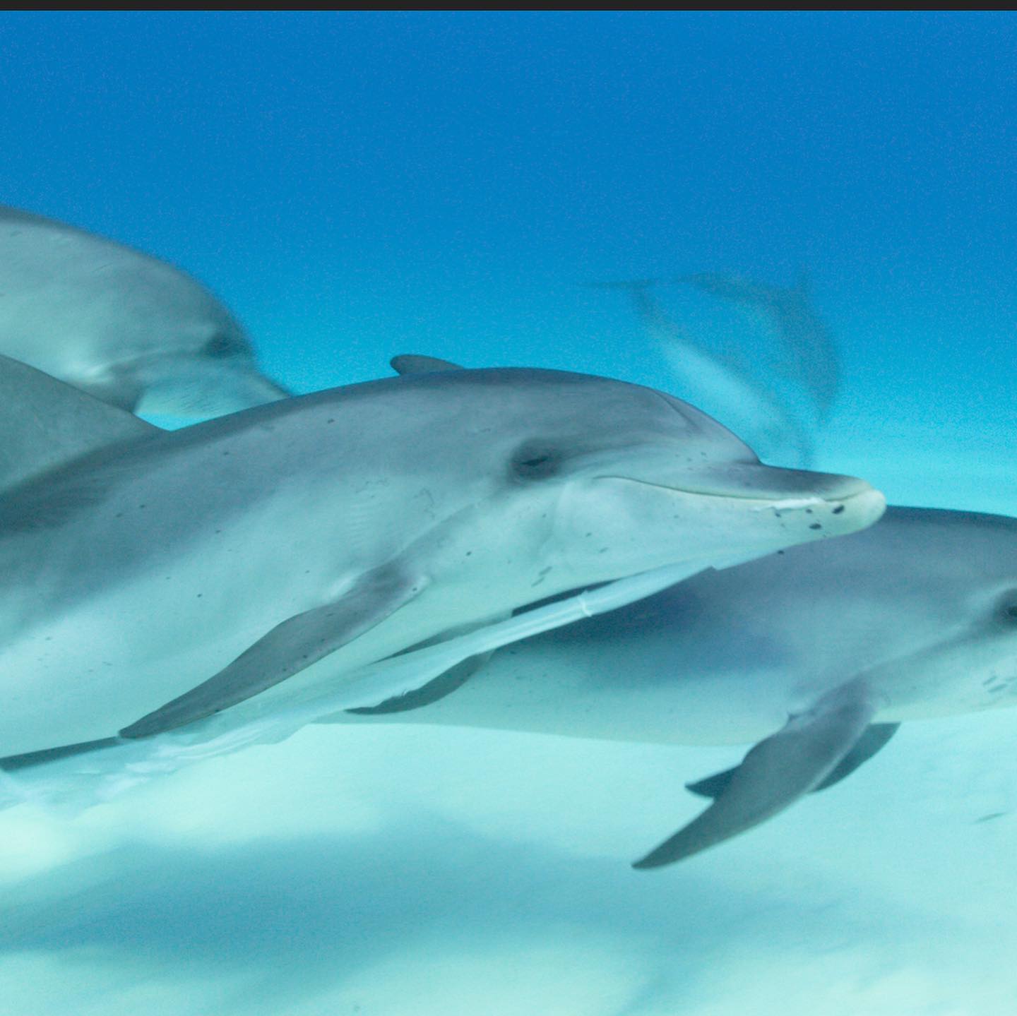 When you capture a meaningful moment on film you always hope that the producers, editors, directors, executives and commissioners find a place for that footage in the program. I am so thankful for the Plimsoll creatives team that crafted the story in the ANIMAL series on Netflix. Who believed in the importance of this story beat. I have seen and filmed dolphins playing with trash before but this time it really felt like they were showing me this plastic bag. Bringing it back to the camera each pass, as if they were trying to show me that it does not belong in the ocean! To this day I still carry a small piece of this bag with me where ever I go to remind me of what we are doing to our planet and how by just bending down and picking up even just one piece can make a difference! Filmed on Red Helium in a Gates Underwater Housing @reddigitalcinema @wsfilmmakers @gates.underwater @biminiscubacenter @plimsollproductions @netflix @netflixuk @andreking2344 @grolle242 @ocean_trash @ocean.trash @plastictides @bahamasplasticmovement @plasticpollutes @theextracatch @plasticoceans @uzoaduba @snacklessbill @aani33 Anushka Skofield and many others. #animal #dolphins #dolphintrash #gates #red #bimini #bahamas #plasticoceans #pollution #netflix #swimwithdolphins #spotteddolphins #wanderlust #travel #freedive #fourthelement #film #scuba #instadaily