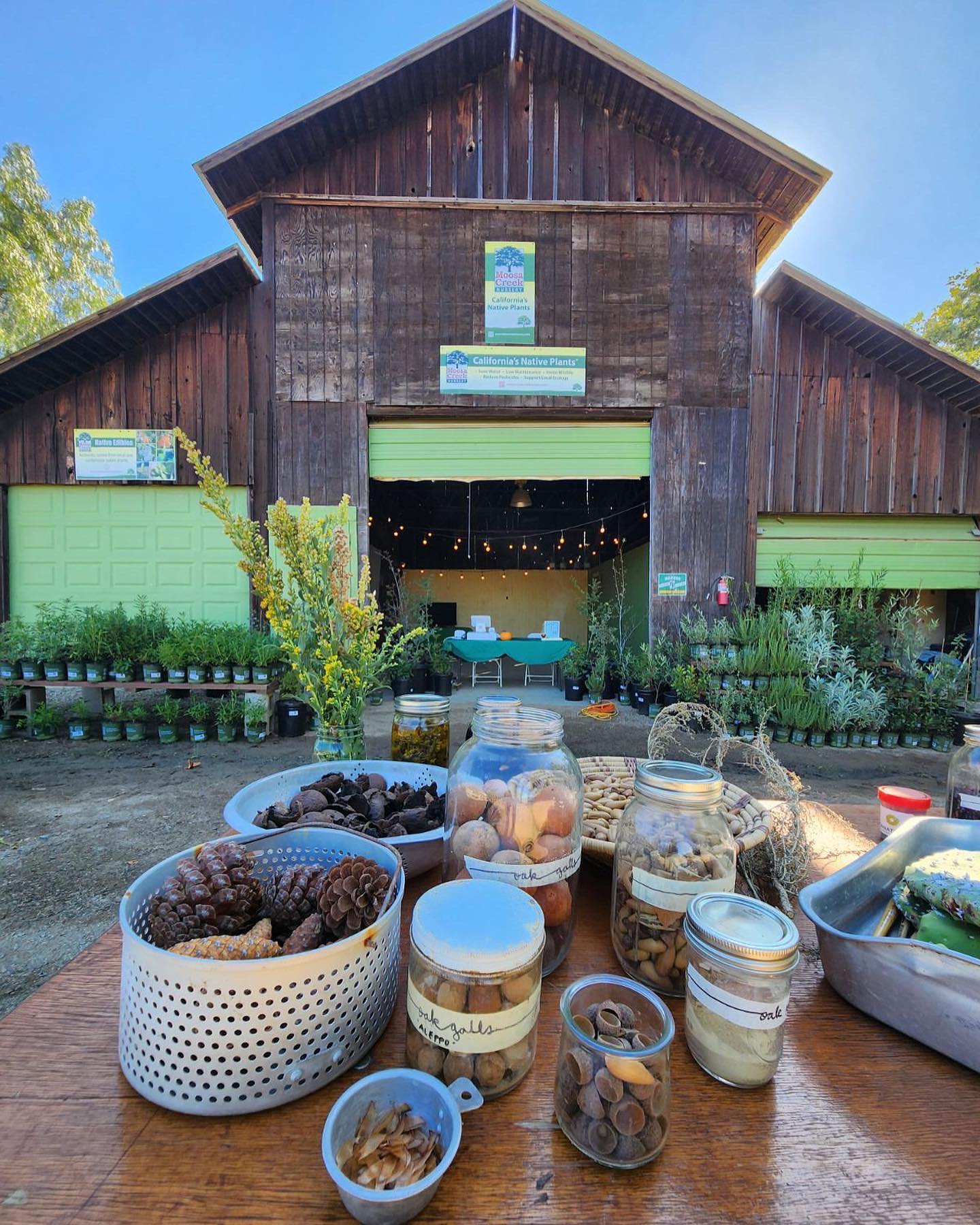 We are super grateful for Liz - The Dogwood Dyer for such a magical day with the plants. Still Dreaming of color โ๏ธ๐ต๐ Just when we thought we couldnโt love native plants even more they reveal their hidden hues and brighten our soulsโฆ
For more information on future workshop and events subscribe to our newsletter on our website at www.moosacreeknursery.com @thedogwooddyer