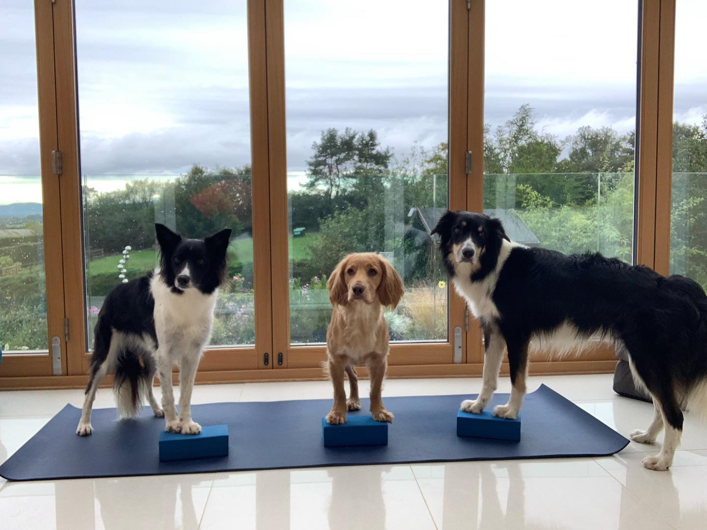Three keen pupils today!! #dogyoga #pawson #getoffmymatt