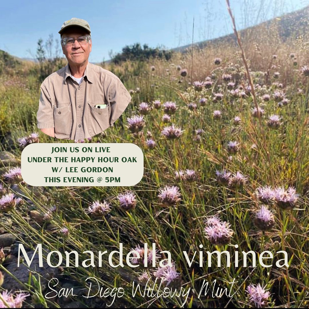 Join us on live this evening under the Happy Hour Oak with the man, the myth, the legend- Lee Gordon! We will be discussing Monardella viminea (San Diego Willowy Mint) and why it is so important to save this species from extinction. Tune it at 5pm! ๐ฑ๐ธโ
#canativeplants #endangeredplants #sdendemic #willowymint #monardellaviminea #moosacreeknursery #bethechangeplantnatives