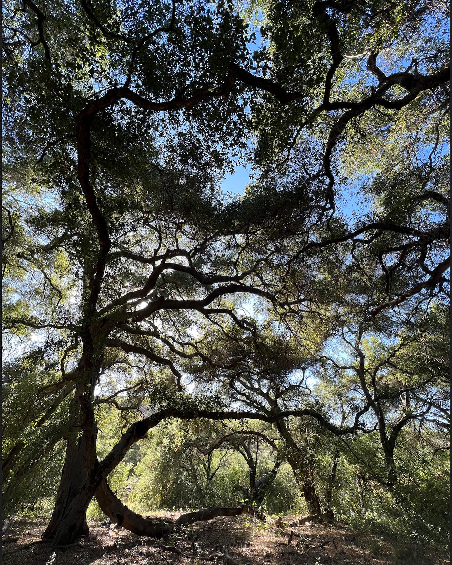 #Oaktober Did you know that California is home to 20 different species of Oaks?! Our hyper local oak ambassadors include Coast Live Oak (Q. agrifolia), Englemann Oak (Q. englemanii), Scrub Oak (Q. berberidifolia), Nuttallโs Scrub Oak (Q. dumosa) + Torreyโs Hybrid (Q. acutidens). Oaks serve as the backbone of our local ecology, making them a keystone species. A single oak tree is a host plant for hundreds of butterfly + moth species and supports thousands of other other animal species like birds, squirrels, native bees, and even lizards! ๐ฆ๐ฆ๐
Plant one in your garden today and watch the abundance they provide come alive for years and years to come. Available at our retail nursery partner location or place a special order through our app or website today! ๐ณ
#oaktalk #oaktober #mymoosacreekgarden
