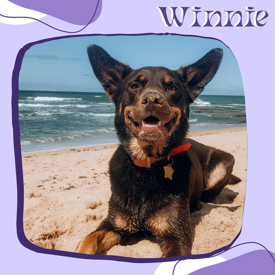 ✨Come get to know this years RAD calendar pups! ✨
🌊Winnie the Kelpie is starting on her assistance dog journey, learning the foundational skills for cardiac alert and anxiety response. Winnie and her handler continue to strengthen their bond through playing fetch at the beach and going on walks together. Being a highly intelligent breed, she is most motivated by her love for balls and treats.
📣Calling all RAD members and followers! We want to see YOUR amazing assistance dogs featured in our upcoming calendar. 🌟 Show us the diversity and pawsome skills of your furry heroes!
🗓️ Mark your calendars - entries close November 3rd! Check your inboxes for all the deets. Let’s make this year’s calendar the RADdest one yet! 🐕💥
Have a question for the RAD team? Send us an email at
info@raddogsinc.com.au
Want to know more about RAD dogs and what we do? Visit our website
https://www.raddogsinc.com.au
#assistancedog #raddogs #pupsinpurple #dogs #melbournedogs #adit #sdit #servicedog #radassistancedogs #radinc
#spoiltpuppy #assistancedogvest #australianassistancedog