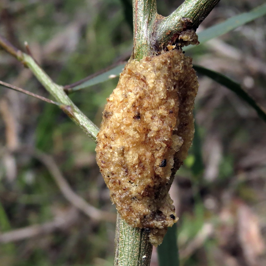One of our Members captured these wonderful images.
The Common Splendid Ghost Moth (Aenetus ligniveren) caterpillar has excavated a hole in the stem of this Acacia where it lives, covering itself with a bag of silk and sawdust. It comes out at night to feed on bark, still inside the bag. Eventually it pupates in the hole, before emerging as a beautiful moth.
Pics: fp
#australianmoths #australianwildlife #protectnature #privatelandconservation