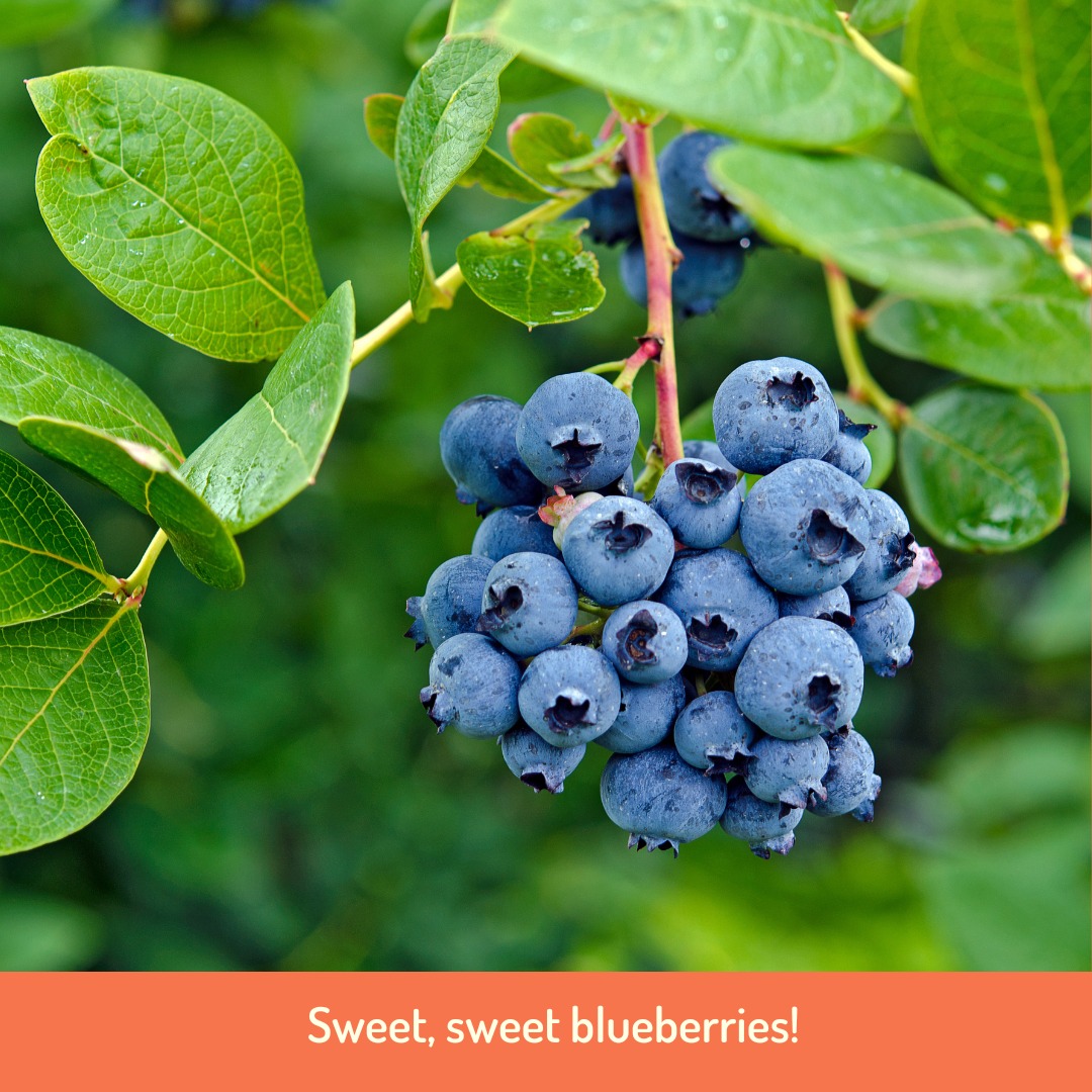 Did you know that blueberries, a native fruit of North America, were first grown commercially in Australia in Victoria in the early 1970’s? They are now grown in most states but over 85% of production comes from NSW!
Blueberries are often called a superfood. Not only are they one of the most nutrient dense berries around and packed with antioxidants, but they are also low in calories – talk about win-win!
Fresh Australian blueberries are available from July to April with the peak availability from October to February.
#thankful4farmers #thankful #Farmers #Australianfarmers #Farming #Organic #Farm #Farmtoplate #australia #foodsecurity #product #quality #community #sustainableagriculture #picker #labourshortage #ausfreshproduce #fresh #produce #goandpick #newgapyear #goandpour
@chefmattmoran
@charliearnott1
@deliciousaus
@chief.nutrition
@phoebe_norman
@redtractorfoods
@newgapyear
@stephtrethewey
@catherinevelisha
@lachyfeggans
@lucianomesiti