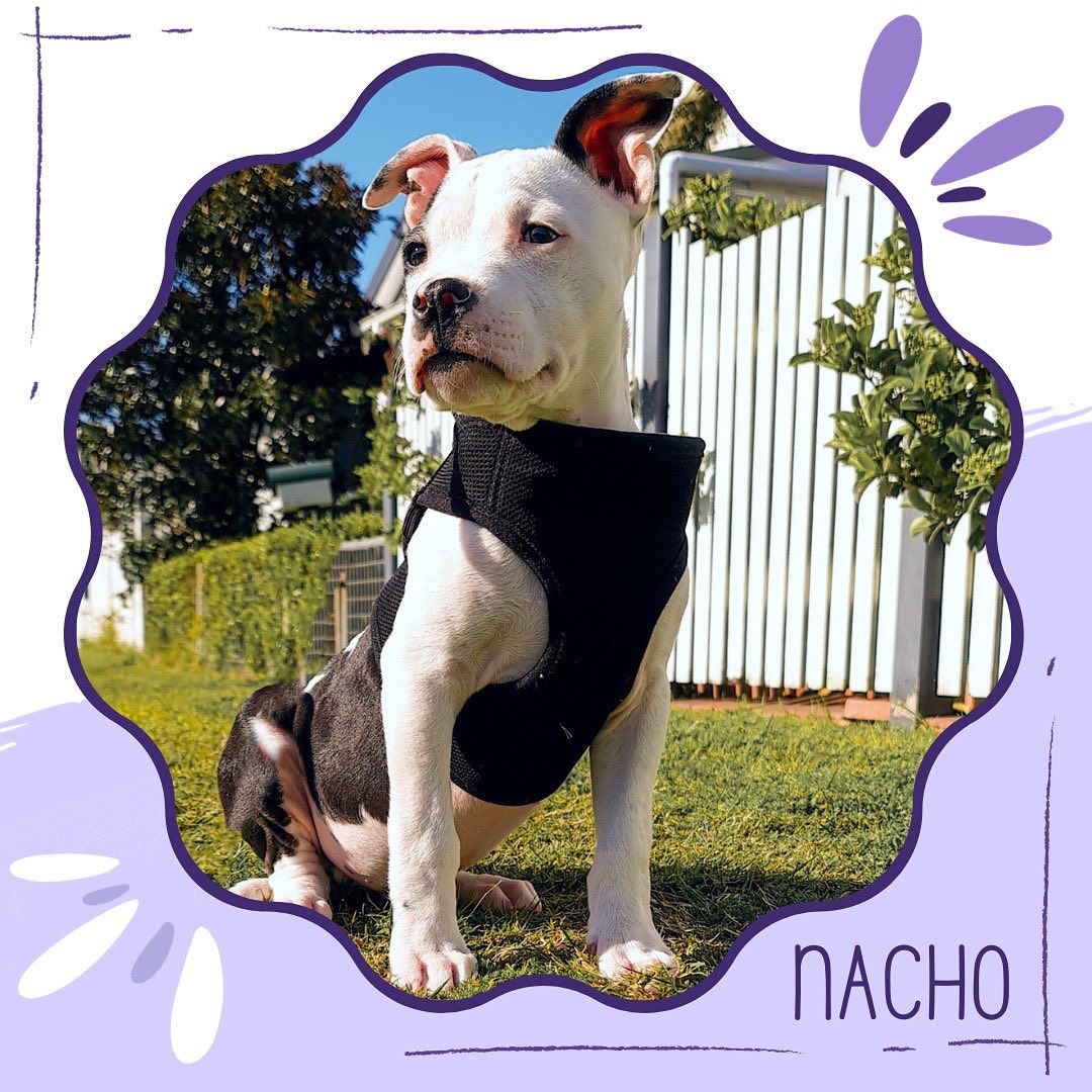✨Come get to know this years RAD calendar pups! ✨
🐾 Nacho the American Staffordshire Terrier proves that with the right temperament, any breed has the potential to be an assistance dog!
Nacho’s handler says that the most rewarding experience is the strong level of trust they have formed through training.
For Nacho, no training session is complete without praise, pats and playtime - including his favourite game, hide and seek!
📣Calling all RAD members and followers! We want to see YOUR amazing assistance dogs featured in our upcoming calendar. 🌟 Show us the diversity and pawsome skills of your furry heroes!
🗓️ Mark your calendars - entries close November 3rd! Check your inboxes for all the deets. Let’s make this year’s calendar the RADdest one yet! 🐕💥
Have a question for the RAD team? Send us an email at
info@raddogsinc.com.au
Want to know more about RAD dogs and what we do? Visit our website
https://www.raddogsinc.com.au
#assistancedog #raddogs #pupsinpurple #dogs #melbournedogs #adit #sdit #servicedog #radassistancedogs #radinc
#spoiltpuppy #assistancedogvest #australianassistancedog