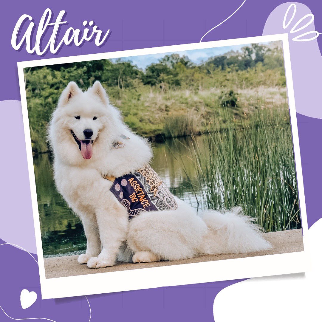 ✨Come get to know this years RAD calendar pups!✨
🎾 Altaïr’s handler grew up hearing stories from her grandmother of ‘white dogs with curly tails’ known for their hardworking, resilient and intelligent nature. When the time came for a dog of her own, the choice was obvious - a Samoyed! These dogs have helped their human companions for thousands of years, and Altaïr is no exception. For him and his handler, life is all about doing things that make them both happy, together as a team - including long hikes, dog sports and fun training sessions.
📣 Calling all RAD members and followers! We want to see YOUR amazing assistance dogs featured in our upcoming calendar. 🌟 Show us the diversity and pawsome skills of your furry heroes!
🗓️ Mark your calendars - entries close November 3rd! Check your inboxes for all the deets. Let’s make this year’s calendar the RADdest one yet! 🐕💥
Have a question for the RAD team? Send us an email at
info@raddogsinc.com.au
Want to know more about RAD dogs and what we do? Visit our website
https://www.raddogsinc.com.au
#assistancedog #raddogs #pupsinpurple #dogs #melbournedogs #adit #sdit #servicedog #radassistancedogs #radinc
#spoiltpuppy #assistancedogvest #australianassistancedog