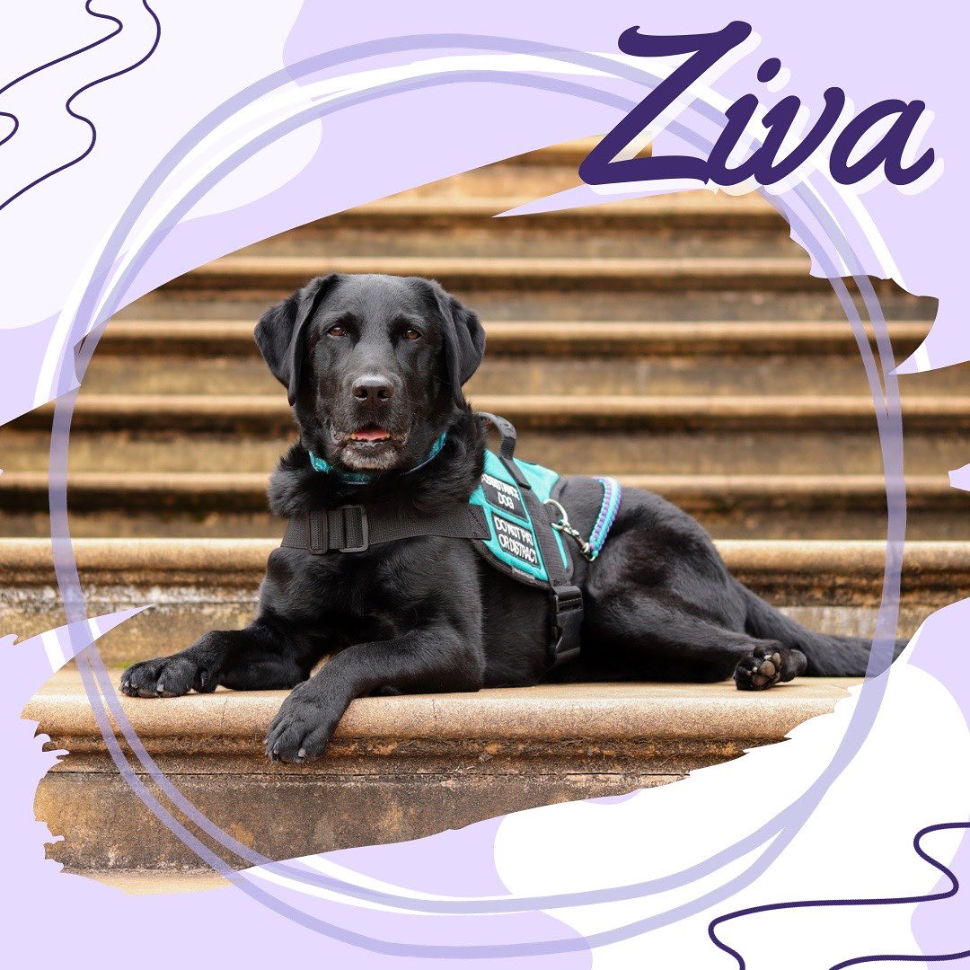 ✨Come get to know this years RAD calendar pups!✨
🐕🦺 Ziva the Labrador is a Purple Level RAD dog who has been working alongside her handler for many years. In typical Lab fashion, she is very food driven and will do just about anything to earn a treat!
Off duty, Ziva is always down for a play session, especially when it involves squeaky toys. She never fails to bring a smile to her handler’s face with her cheeky, energetic antics.
📣 Calling all RAD members and followers! We want to see YOUR amazing assistance dogs featured in our upcoming calendar. 🌟 Show us the diversity and pawsome skills of your furry heroes!
🗓️ Mark your calendars - entries close November 3rd! Check your inboxes for all the deets. Let’s make this year’s calendar the RADdest one yet! 🐕💥
Have a question for the RAD team? Send us an email at
info@raddogsinc.com.au
Want to know more about RAD dogs and what we do? Visit our website
https://www.raddogsinc.com.au
#assistancedog #raddogs #pupsinpurple #dogs #melbournedogs #adit #sdit #servicedog #radassistancedogs #radinc
#spoiltpuppy #assistancedogvest #australianassistancedog