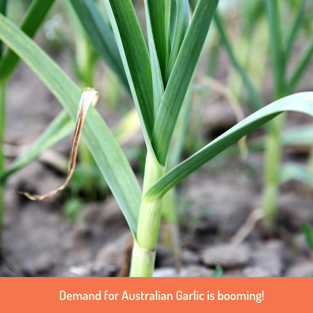 Savour the flavour of Australian grown garlic!
We all know that garlic is a kitchen superstar, packed with health benefits and a must-have in cuisines worldwide. Each year, Aussies consume over 13,000 tonnes of garlic, but sadly 80% to 90% of it is imported – but this is beginning to shift!
Homegrown Goodness Rising: Thanks to growing awareness and a hunger for top-quality, locally sourced products, Australian garlic production is on the rise.
Say No to Chemicals: Imported garlic often undergoes fumigation, chemical treatments to ward off pests and sprouting, and even bleaching. Aussie garlic? Pure and full of flavor!
Support our local garlic growers and savour the natural, aromatic goodness of Australian-grown garlic. Your taste buds will thank you!
@chefmattmoran
@charliearnott1
@deliciousaus
@chief.nutrition
@phoebe_norman
@redtractorfoods
@newgapyear
@stephtrethewey
@catherinevelisha
@lachyfeggans
@lucianomesiti
#thankful4farmers #thankful #Farmers #Australianfarmers #Farming #Organic #Farm #Farmtoplate #australia #foodsecurity #product #quality #community #sustainableagriculture #picker #labourshortage #ausfreshproduce #fresh #produce #goandpick #newgapyear #goandpour