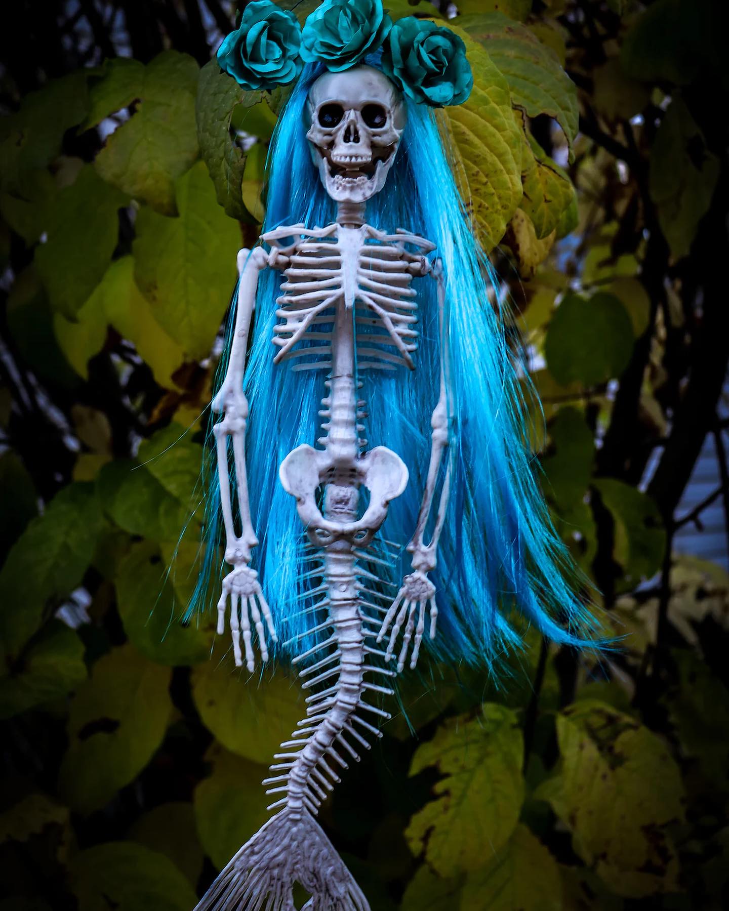 Not only is it #TailTuesday but it’s Halloween 🎃 ! Wishing everyone a spooktacular evening from the team at @hireamermaiduk 🧜♀️
📸 credit: Unsplash Kym MacKinnon
#mermaid #spooky #spookymermaid #spookymermaids #spookymermaidhair #hireamermaid #hireamermaiduk #mermaidskeleton #mermaidskeletons #halloween #halloweenmermaid #bluehair #mermaidentertainer #mermaidentertainment #partyentertainer #partyentertainers #hireamermaiduk