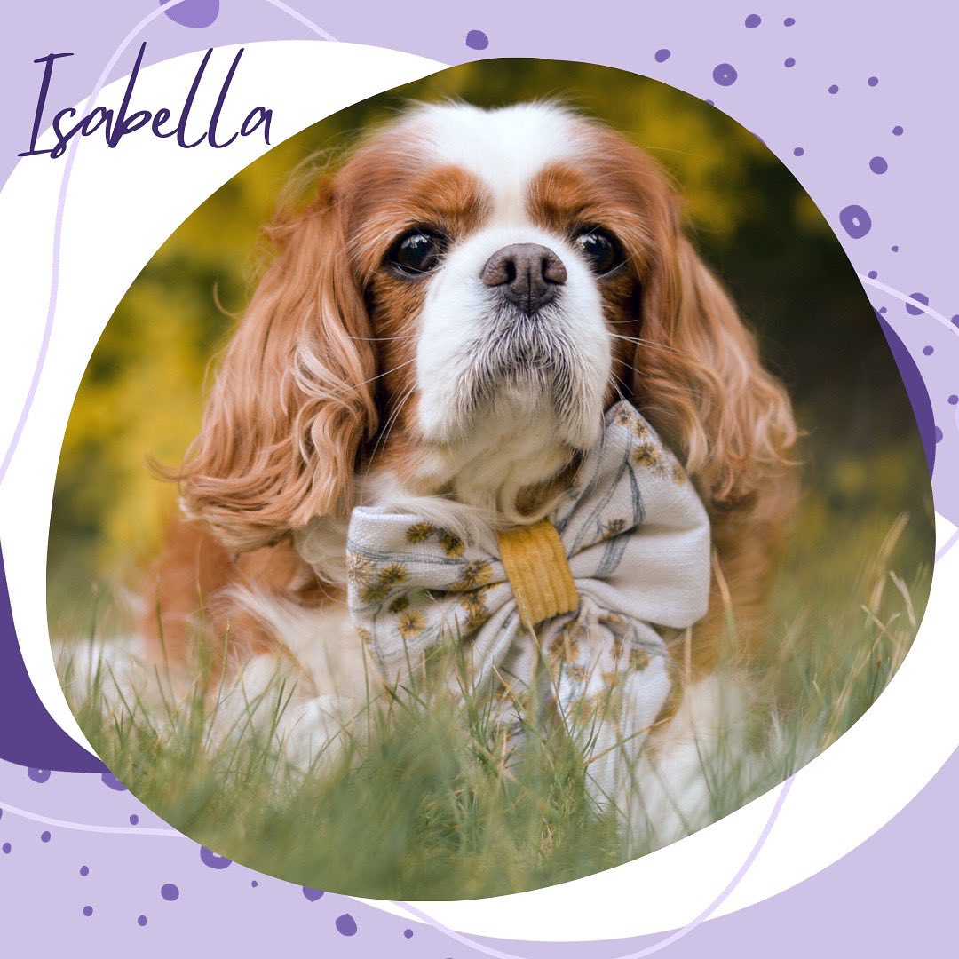 โจCome get to know this years RAD calendar pups!โจ
๐ถ Donโt let looks deceive you - Isabella the Cavalier may seem small, sweet and unassuming but she is a driven, hardworking girl with a natural knack for alerting to oncoming seizures, acting as a vital support to her handler. This girl overflows with personality, intelligence and sass, though she is very willing to learn new things, provided a treat is involved! Isabella loves spending her downtime at the beach, exploring, swimming and chewing on a good stick.
๐ฃ Calling all RAD members and followers! We want to see YOUR amazing assistance dogs featured in our upcoming calendar. ๐ Show us the diversity and pawsome skills of your furry heroes!
๐๏ธ Mark your calendars - entries close November 3rd! Check your inboxes for all the deets. Letโs make this yearโs calendar the RADdest one yet! ๐๐ฅ
Have a question for the RAD team? Send us an email at
info@raddogsinc.com.au
Want to know more about RAD dogs and what we do? Visit our website
https://www.raddogsinc.com.au
#assistancedog #raddogs #pupsinpurple #dogs #melbournedogs #adit #sdit #servicedog #radassistancedogs #radinc
#spoiltpuppy #assistancedogvest #australianassistancedog