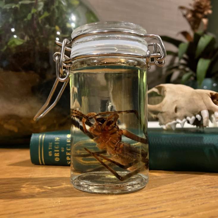 Happy Halloween!
The Green-Bellied Huntsman Spider (Typostola barbata) is one of Australias largest spider species - reaching a leg span of 15 centimetres!
Although most of their diet consists of invertebrates such as moths and other spiders, they have also been known to feed on larger animals including small frogs and geckos.
#huntsman #huntsmanspider #greenbelliedhuntsman #greenbelliedhuntsmanspider #typostola #typostolabarbata #spider #invertebrates #invertebrate #invertebratesofinstagram #bugs #bugsofinstagram #creepycrawly #creepycrawlies #spiders #spidersofinstagram #australia #nature #naturelover #naturephotography #wetspecimencollection #wetspecimeninjar #wetspecimen #wetspecimens #wetspecimenpreservation #naturalhistory #naturalhistorymuseum #halloween #happyhalloween