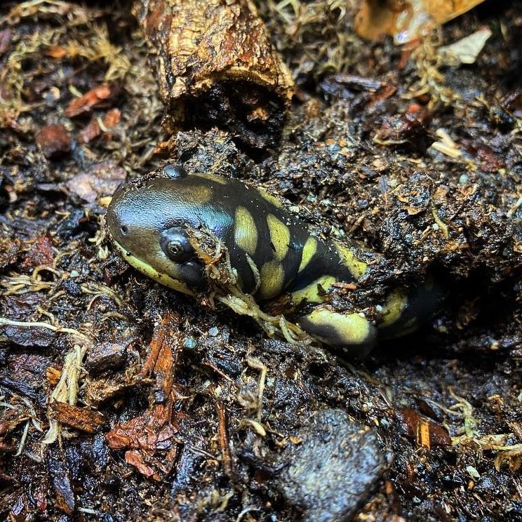 The Tiger Salamander (Ambystoma tigrinum) is one of the largest species of salamanders in North America, growing up to 20 centimetres in length, but did you know these guys glow?
Under specific light, Tiger Salamanders, and quite a few other amphibians, glow a bright green. It's unclear exactly how this happens or what use it is to the amphibians.
#salamanders #salamander #salamandersofinstagram #tigersalamander #tigersalamanders #ambystomatigrinum #amphibians #amphibiansofinstagram
