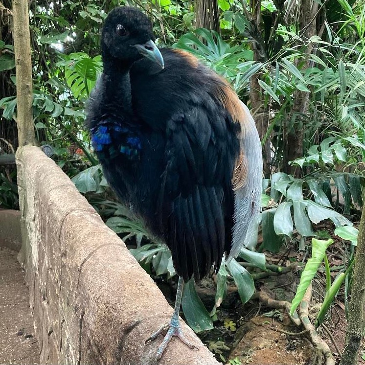 The Grey-Winged Trumpeter (Psophia crepitans) can be found throughout South America - inhabiting dense, lowland tropical forests. They are a non-migratory species of bird, keeping mostly to their flock's territory which can be up to 210 acres in size!
As adults, they feed mostly on soft fruits found on the forest floor as well as invertebrates such as ants. On very rare occasions, they may also be spotted eating small vertebrates.
#greywingedtrumpeter #greywingedtrumpeterbird #psophia #psophiacrepitans #amazon #amazonrainforest #southamerica #bird #birds #naturephotography #nature #naturelovers #naturalhistory #animals #vertebrates #zoo #forest #forests #rainforest #rainforests #rainforestwildlife #amazonrainforest #amazonbasin