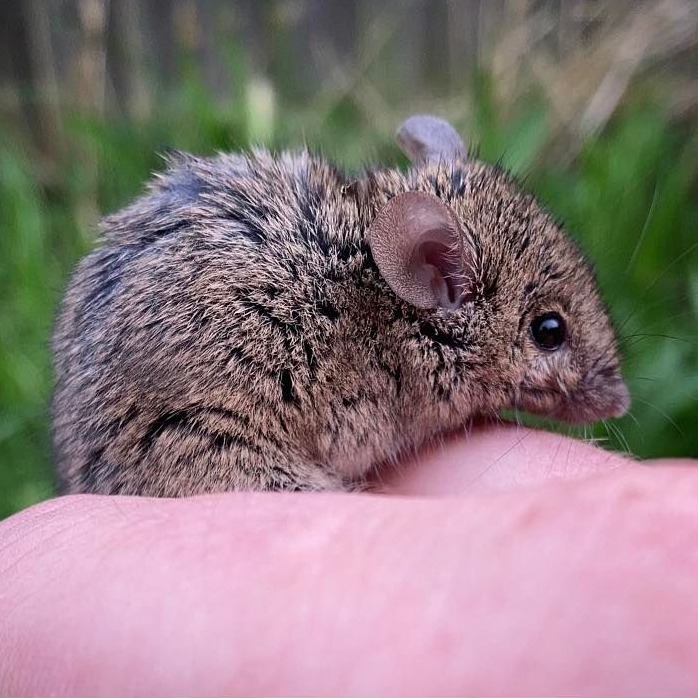 The House Mouse (Mus musculus) is one of six species of mouse found in the UK. They originated in India before spreading to the eastern Mediterranean around 13,000 BC, and the rest of Europe around 12,000 years later.
#mouse #housemouse #musmusculus #mammals #mammalsofeurope #mammalsoftheworld #mammalsofinstagram #mammalsphotography #ukwildlife #ukwildlifephotography #ukwildlifephotography #wildlife #wildlifephotographer #wildlifephotography #animals #animalsofinstagram #nature #naturelovers #naturephotography #conservation #naturalhistory #naturalhistorymuseum #naturalhistorycollection