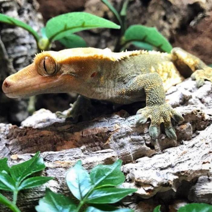 The Crested Gecko (Correlophus ciliatus) was discovered in 1866 during an expedition to New Caledonia but was soon thought to be extinct until they were rediscovered in 1994. Conservation efforts have since brought this species' IUCN Red List status up to 'vulnerable'
As with most lizards, these geckos are able to drop their tail through a process called 'autotomy' or 'self-amputation' as a defence against predators, but they're one of the few species which can't grow it back once lost.
#crestedgecko #crestedgeckos #crestedgeckosofinstagram #gecko #geckos #geckosofinstagram #correlophus #correlophusciliatus #correlophusciliatusofinstagram #correlophusofinstagram #lizard #lizardsofinstagram #reptiles #reptilesofinstagram #animals #animalsofinstagram #exotıcanimals #exoticanimalsofinstagram #nature #naturephotography #naturalhistory #naturalhistorymuseum #naturalhistorycollection #naturalhistory #naturalhistorymuseum #rainforest #rainforests #forest #newcaledonia #newcaledoniangecko