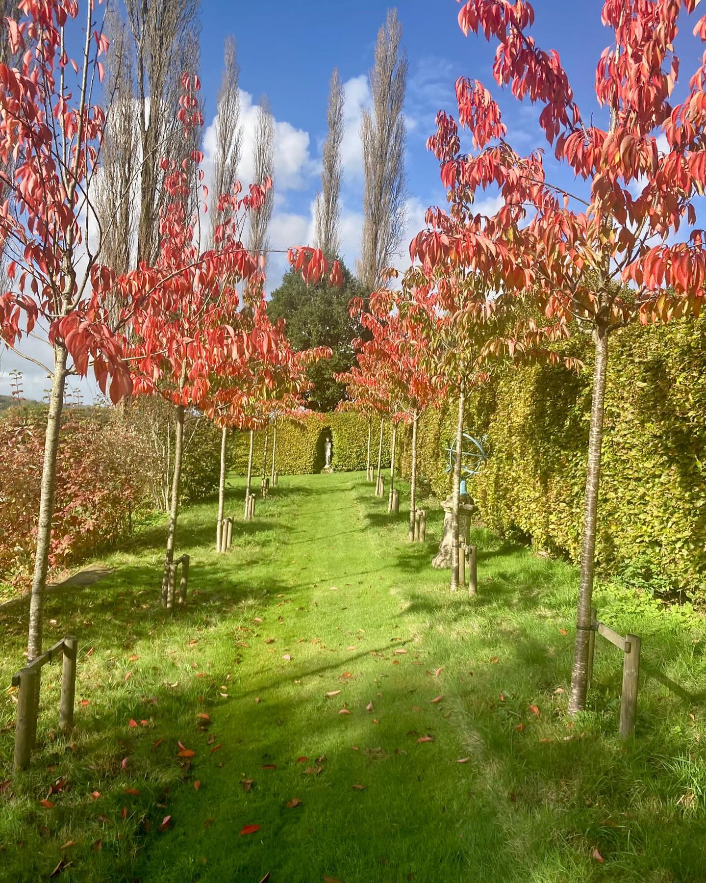 It is always a joy to revisit a garden and see how it is progressing. This is a garden is have worked on for many years working through different phases of the garden. At this time of year the great white cherry avenue sings with colour. #treeavenue #autumncolors #prunus #gardensrevisited #gardensforallseasons #fiboylegardendesign