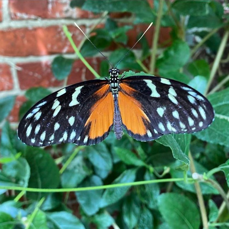 The Cream-Spotted Tiger-Wing Butterfly (Tithorea tarricina) is a relatively large and brightly coloured species native to South America and Mexico where they can be found at the edge of forested areas and mountain slopes, up to 1,500 metres above sea level.
#creamspottedtigerwing #creamspottedtigerwingbutterfly #tithoreatarricina #butterfly #butterflies #invertebrate #invertebrates #invertebratesofinstagram #bugs #bugsofinstagram #moths #moth #zoology #zoologymuseum #naturalhistory #naturalhistorycollection #naturalhistorymuseum #nature #naturephotography #animals #animalsofinstagram