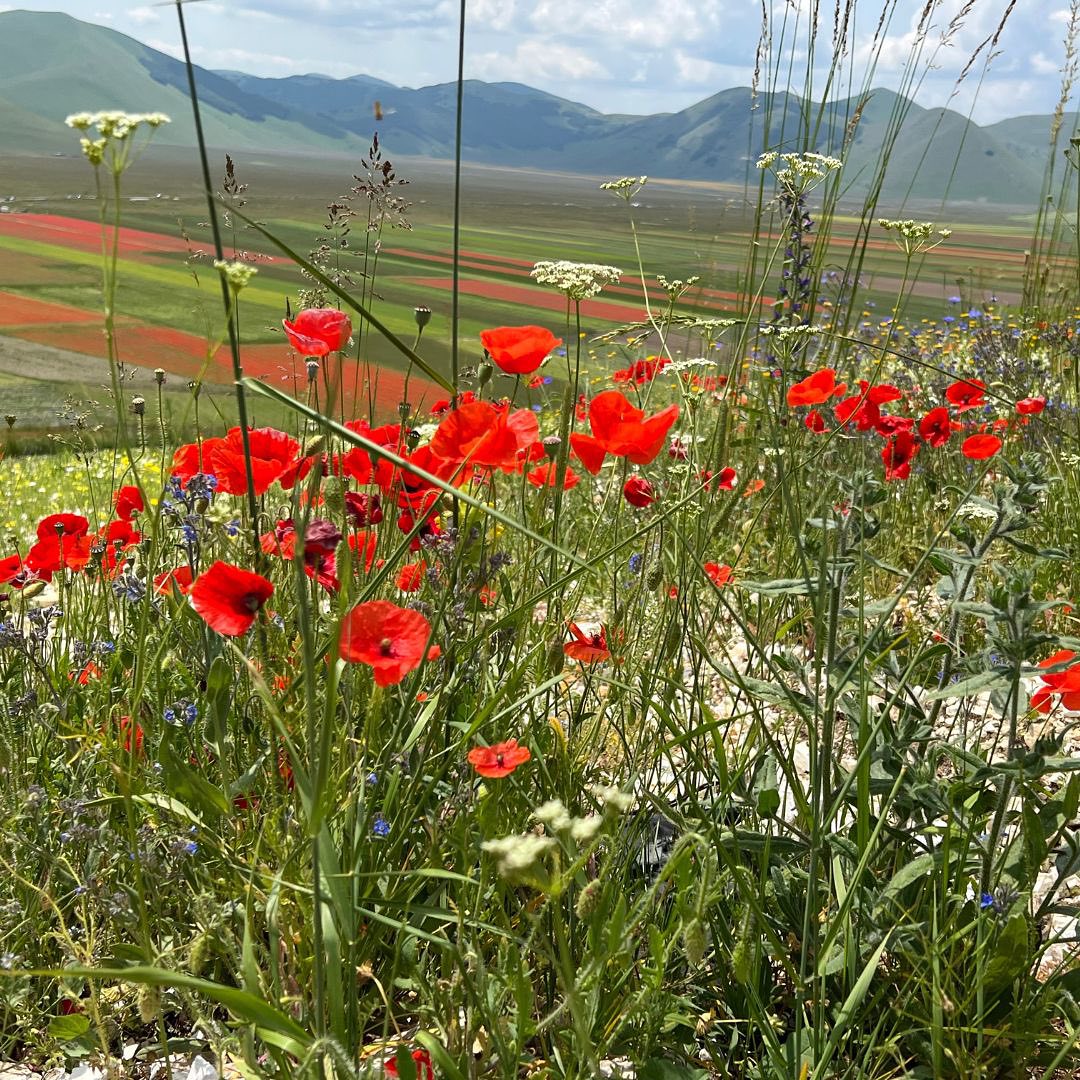 "At the going down of the sun and in the morning, we will remember them"
#LaurenceBinyon #ForTheFallen #lestweforget #RemembranceDay2023